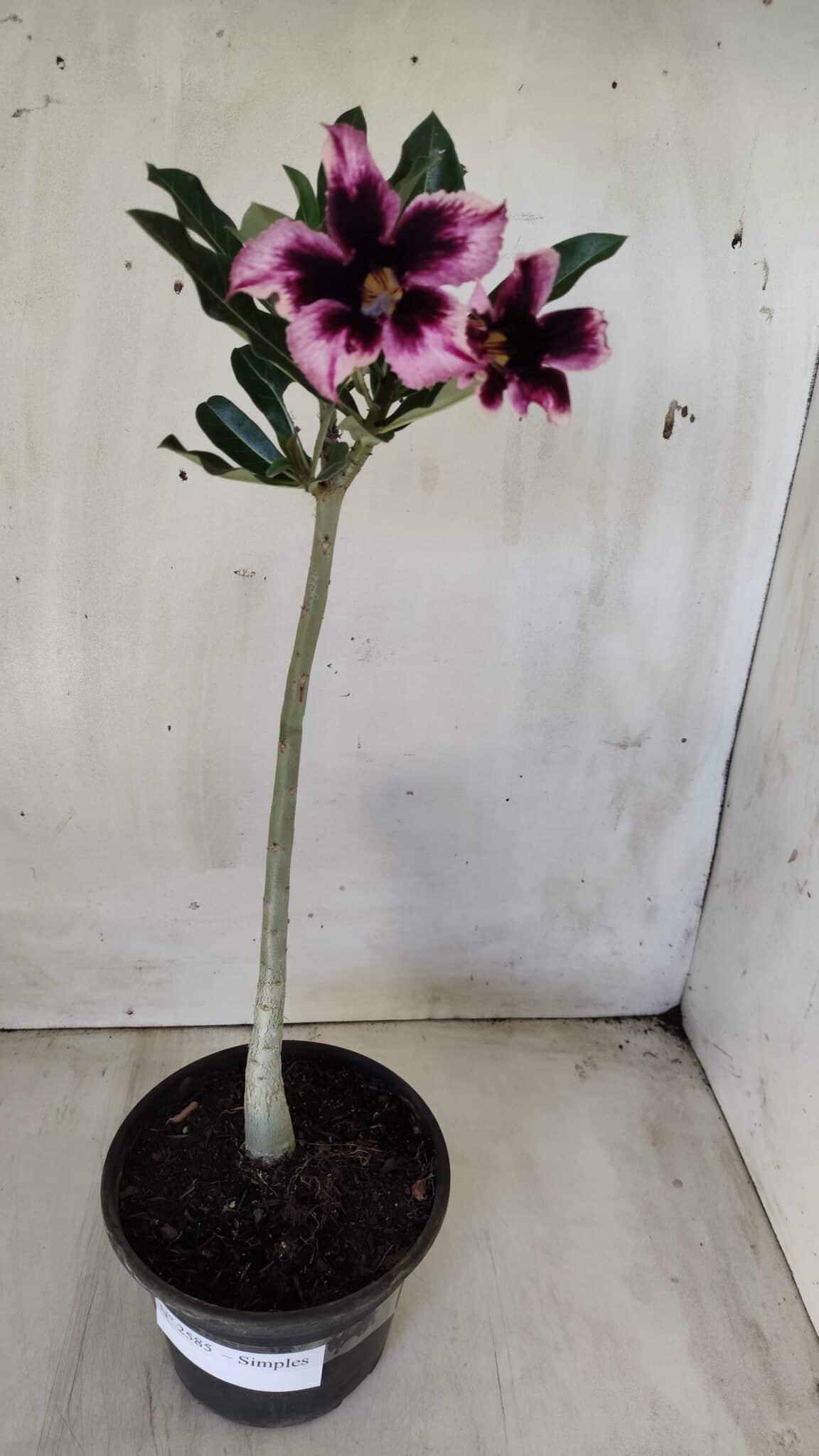 Planta Simples 2585 – 30cm – 02 anos