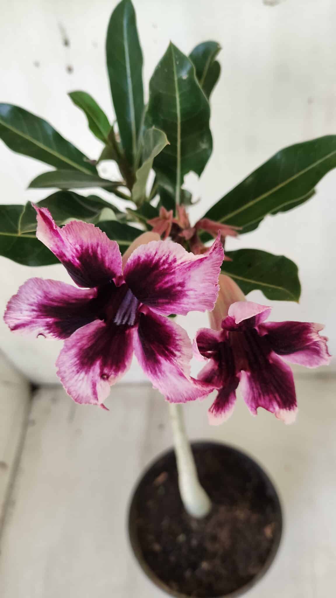 Planta Simples 2585 – 30cm – 02 anos