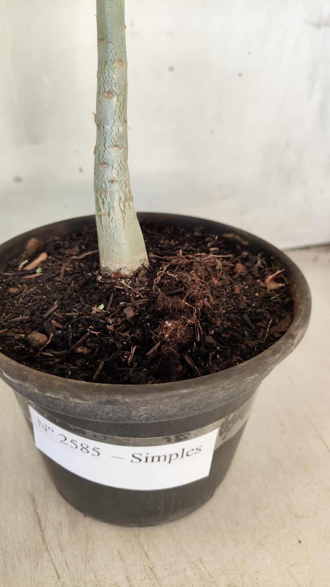 Planta Simples 2585 – 30cm – 02 anos