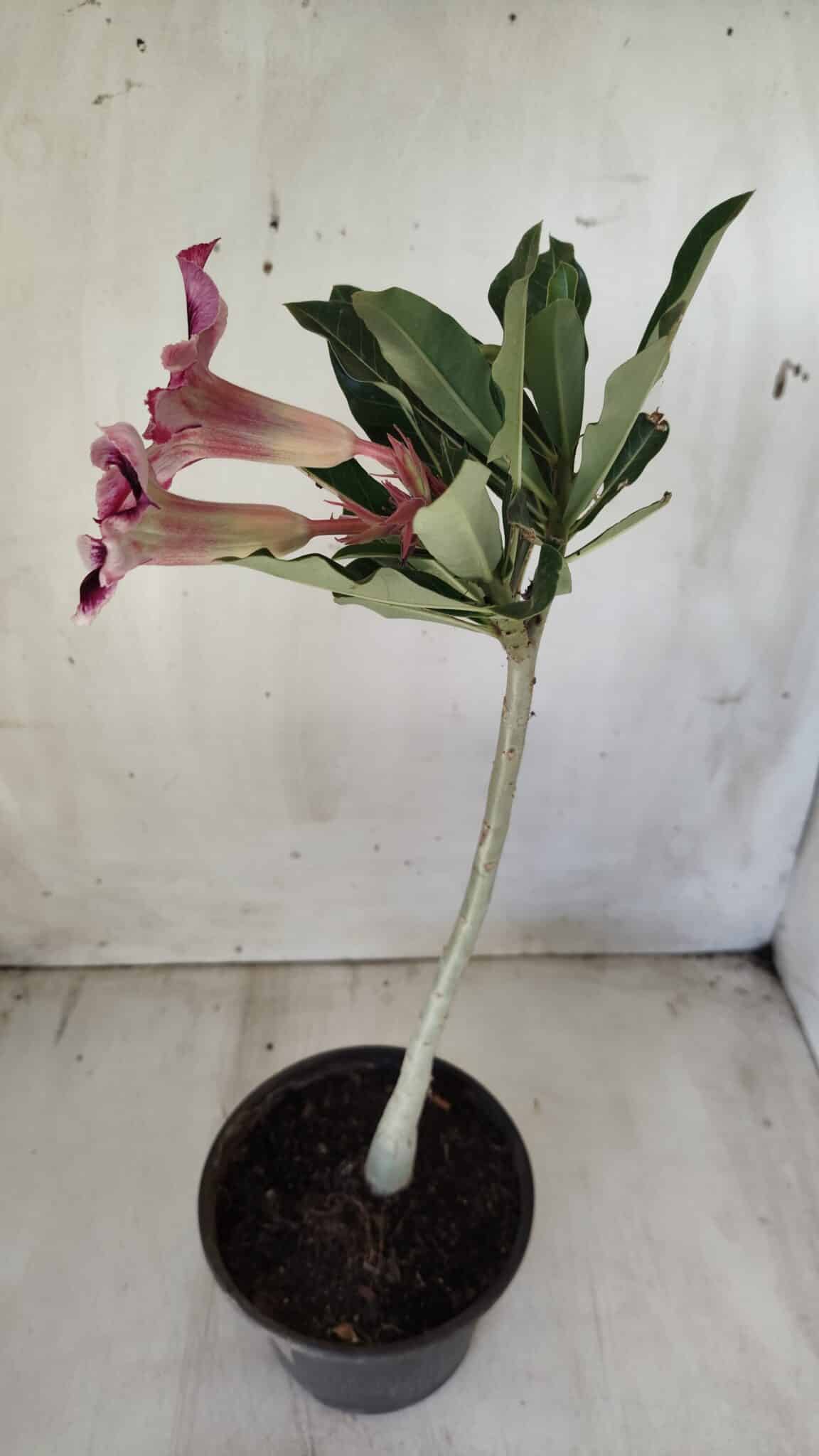 Planta Simples 2585 – 30cm – 02 anos