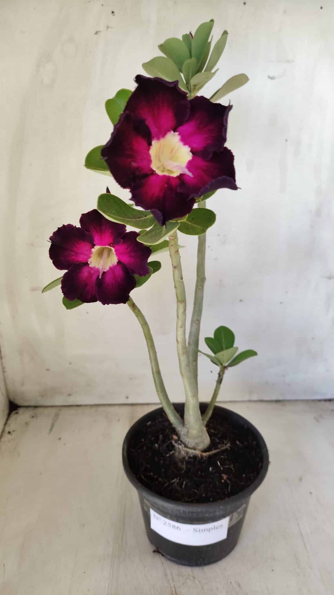 Planta Simples 2586 – 30cm – 02 anos