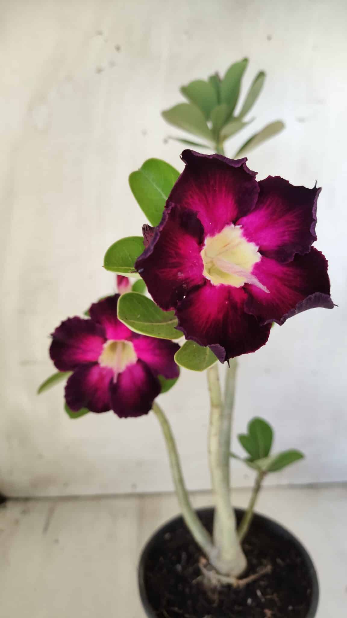 Planta Simples 2586 – 30cm – 02 anos