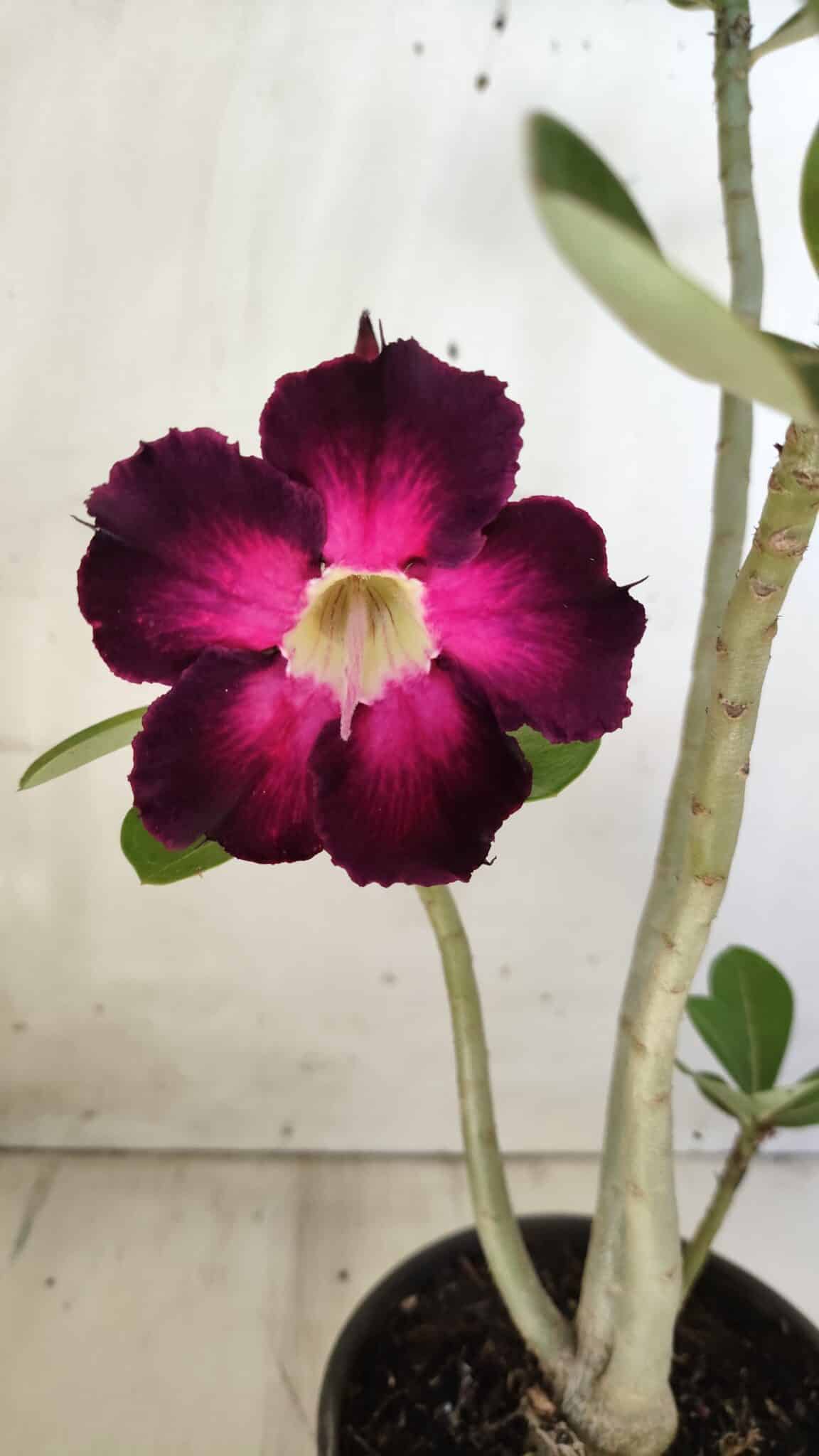 Planta Simples 2586 – 30cm – 02 anos