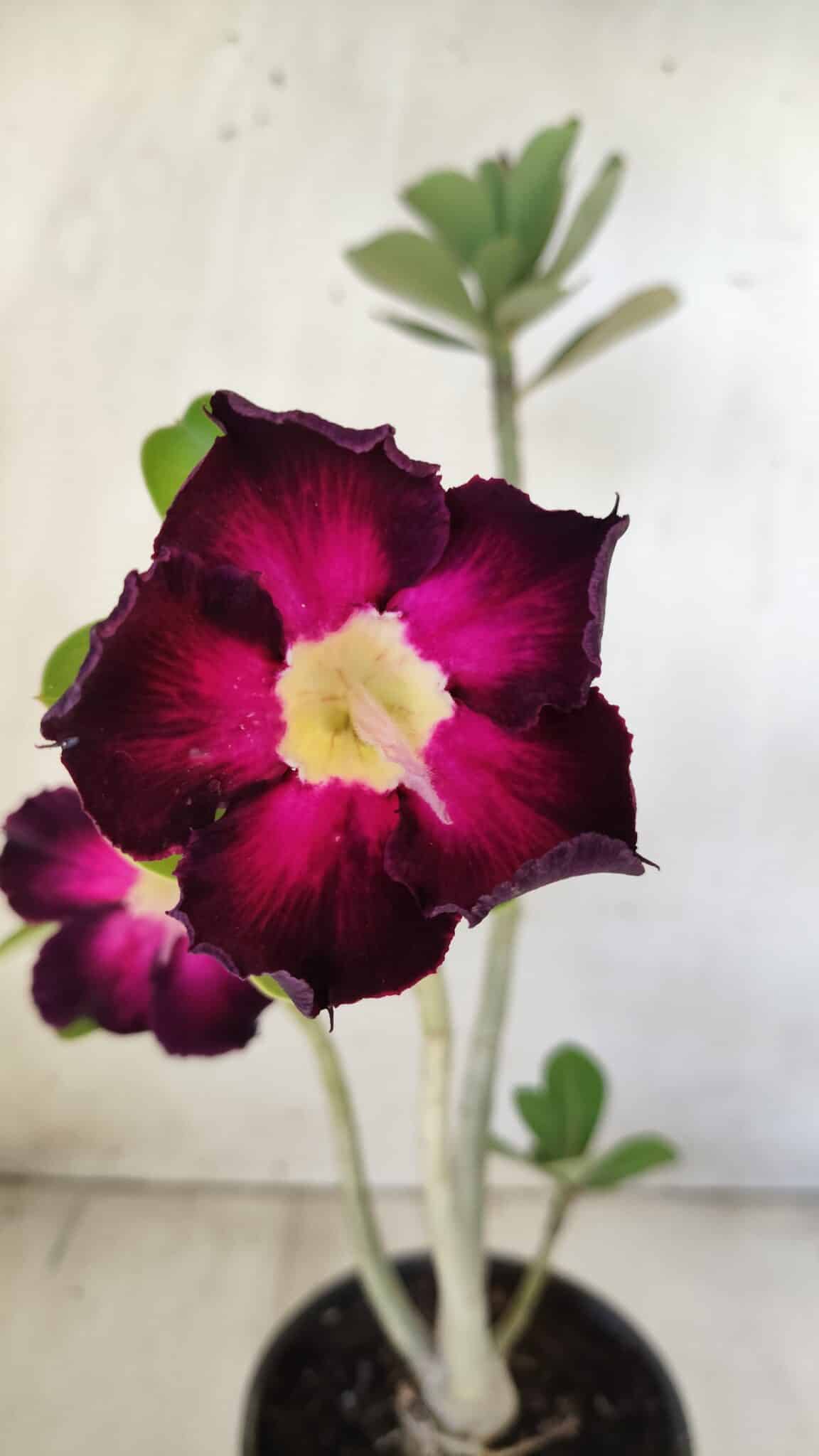 Planta Simples 2586 – 30cm – 02 anos