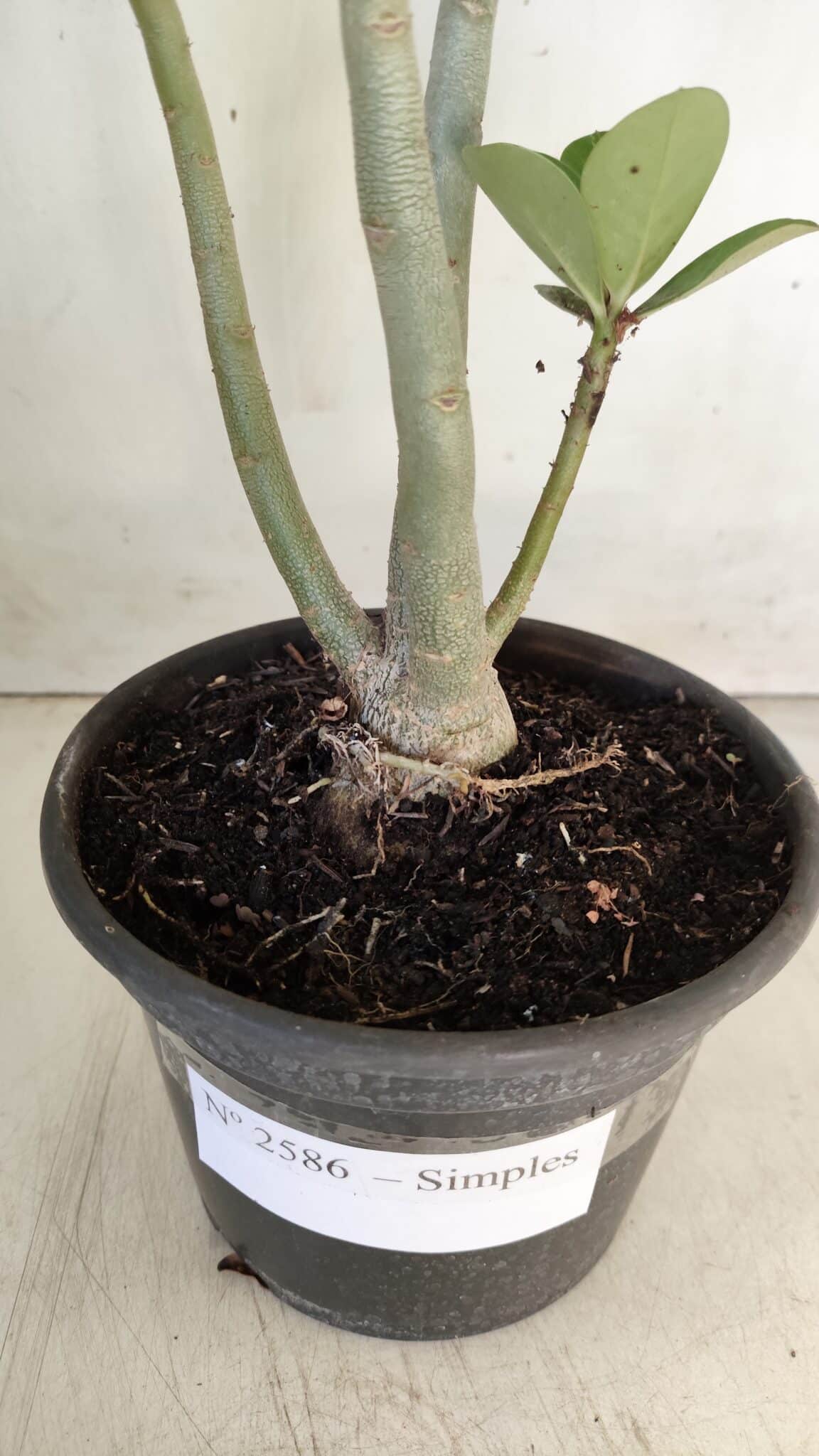 Planta Simples 2586 – 30cm – 02 anos