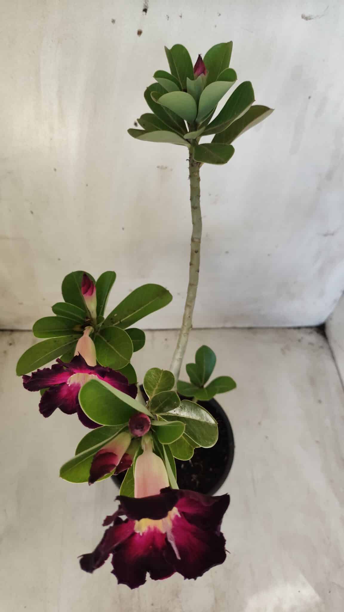 Planta Simples 2586 – 30cm – 02 anos