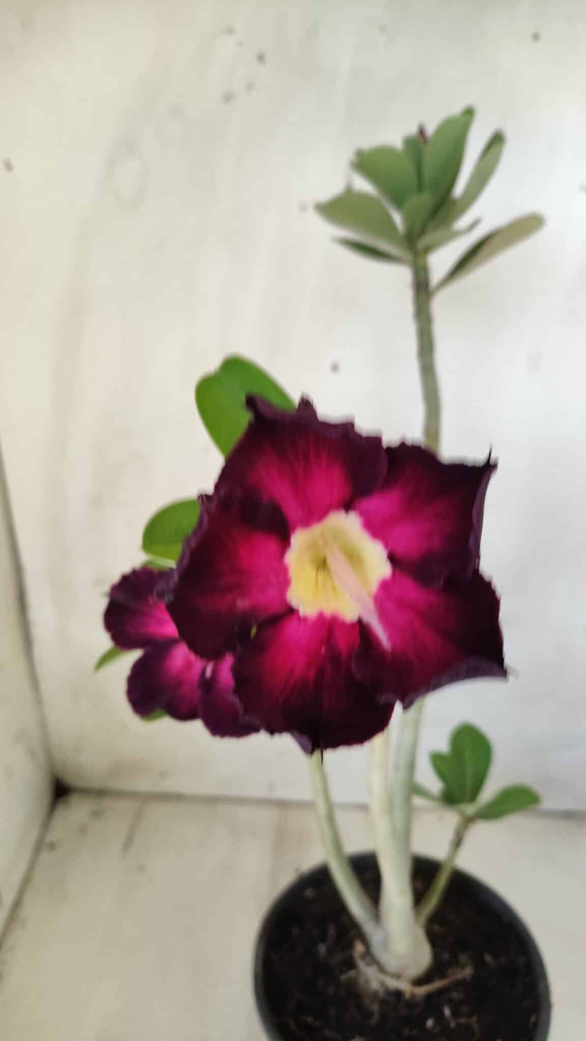 Planta Simples 2586 – 30cm – 02 anos
