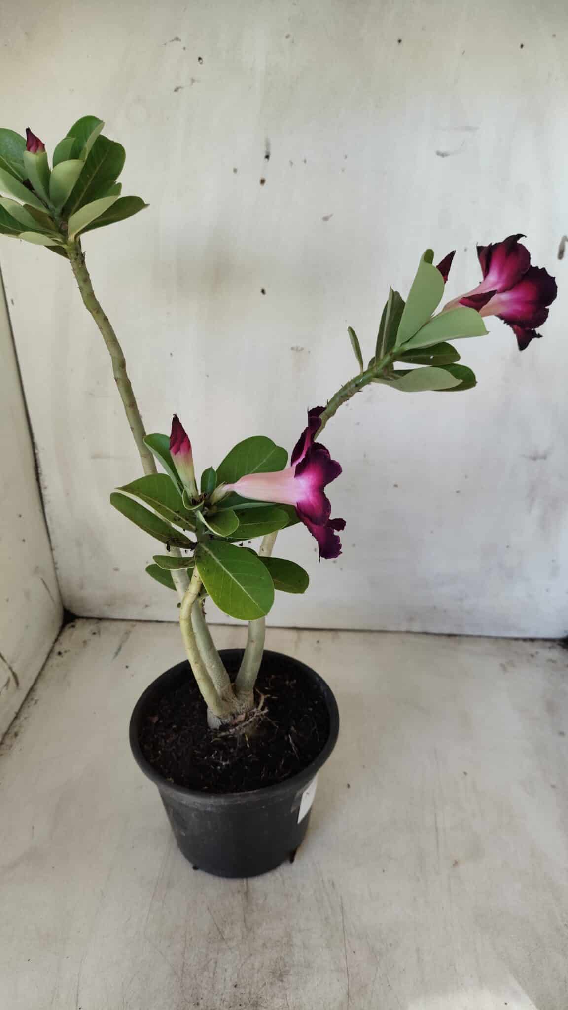 Planta Simples 2586 – 30cm – 02 anos