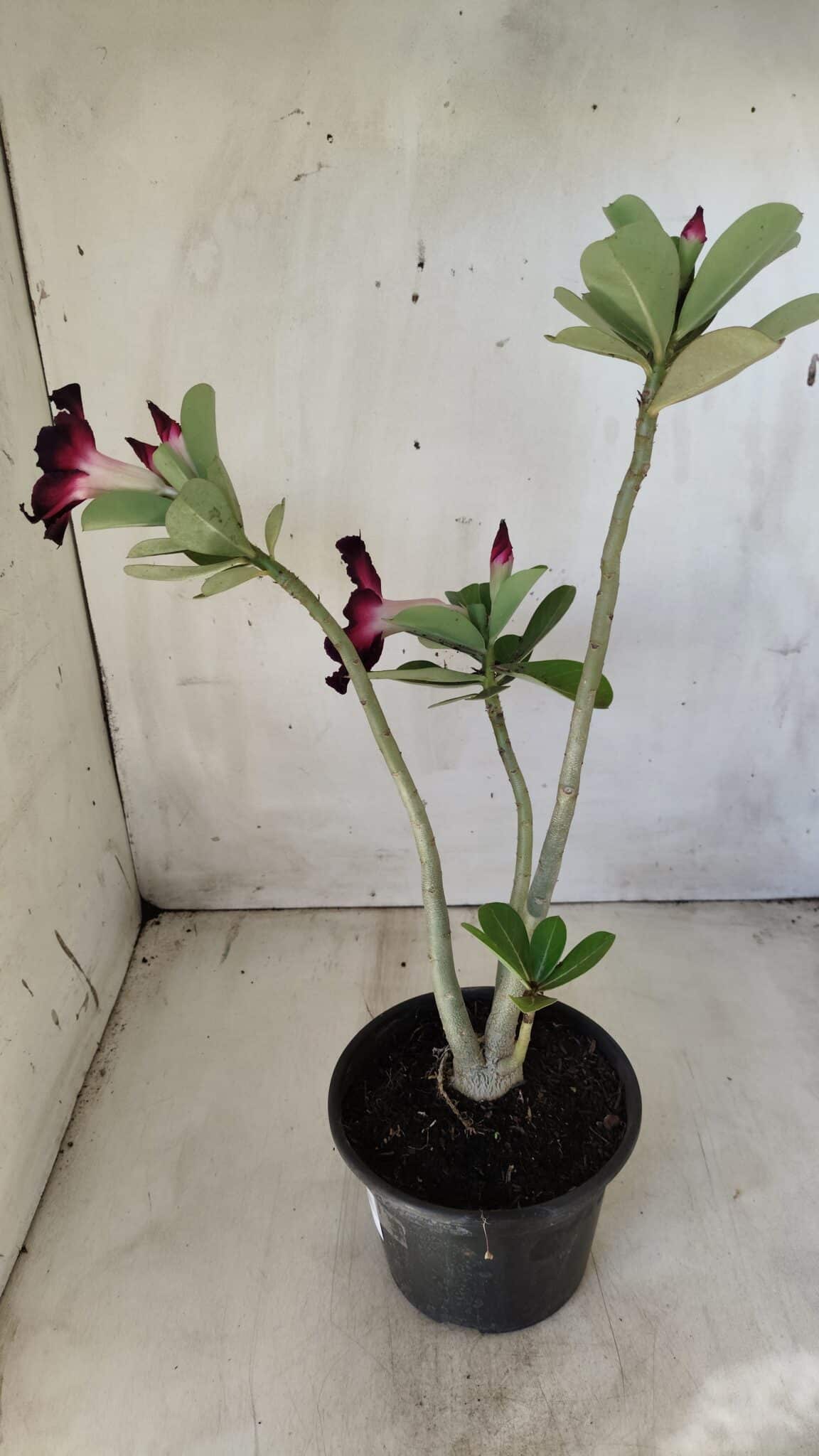 Planta Simples 2586 – 30cm – 02 anos