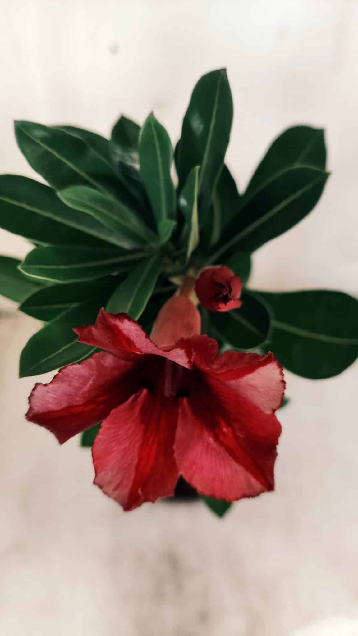 Planta Simples 2587 – 30cm – 02 anos