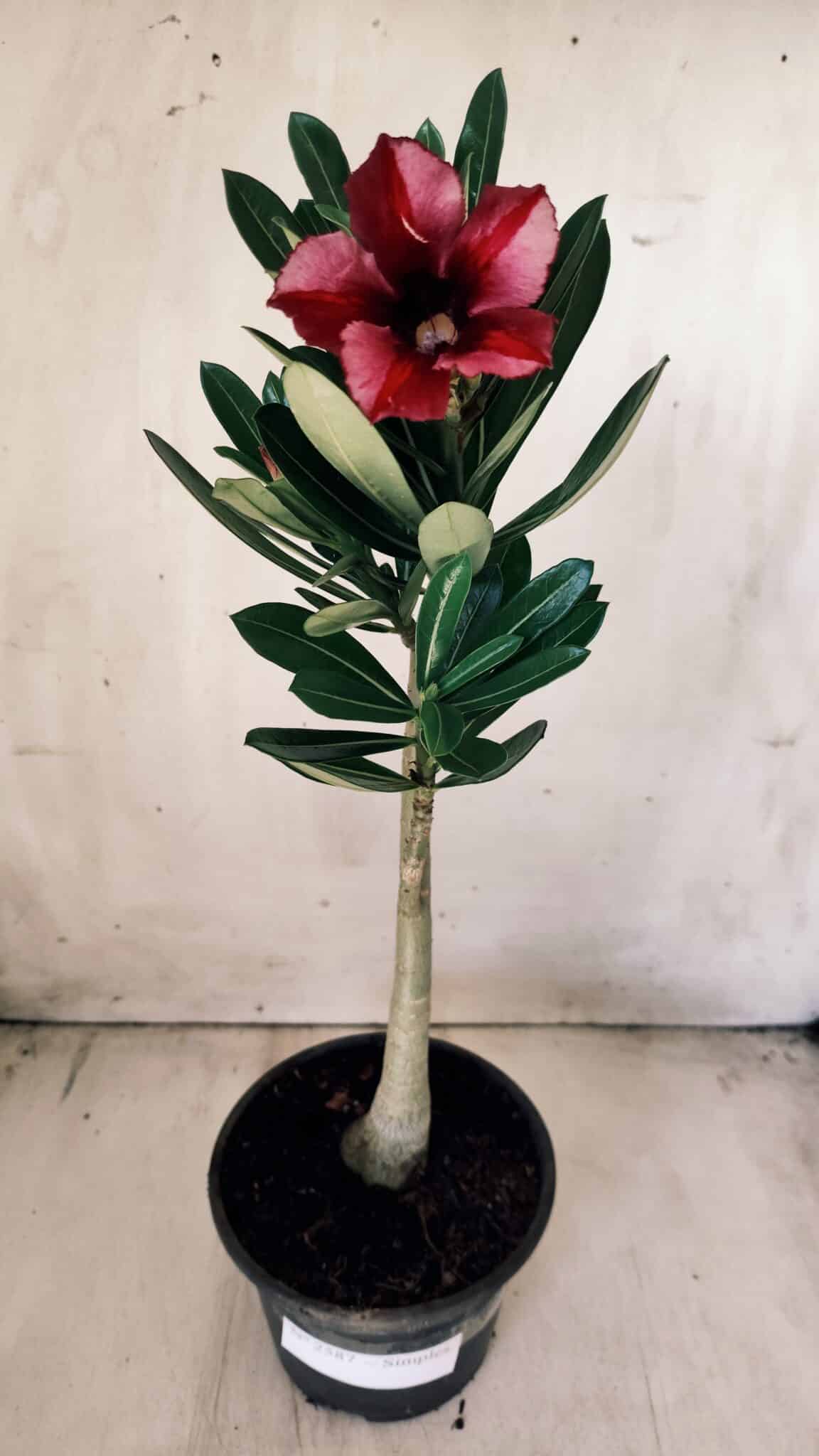 Planta Simples 2587 – 30cm – 02 anos