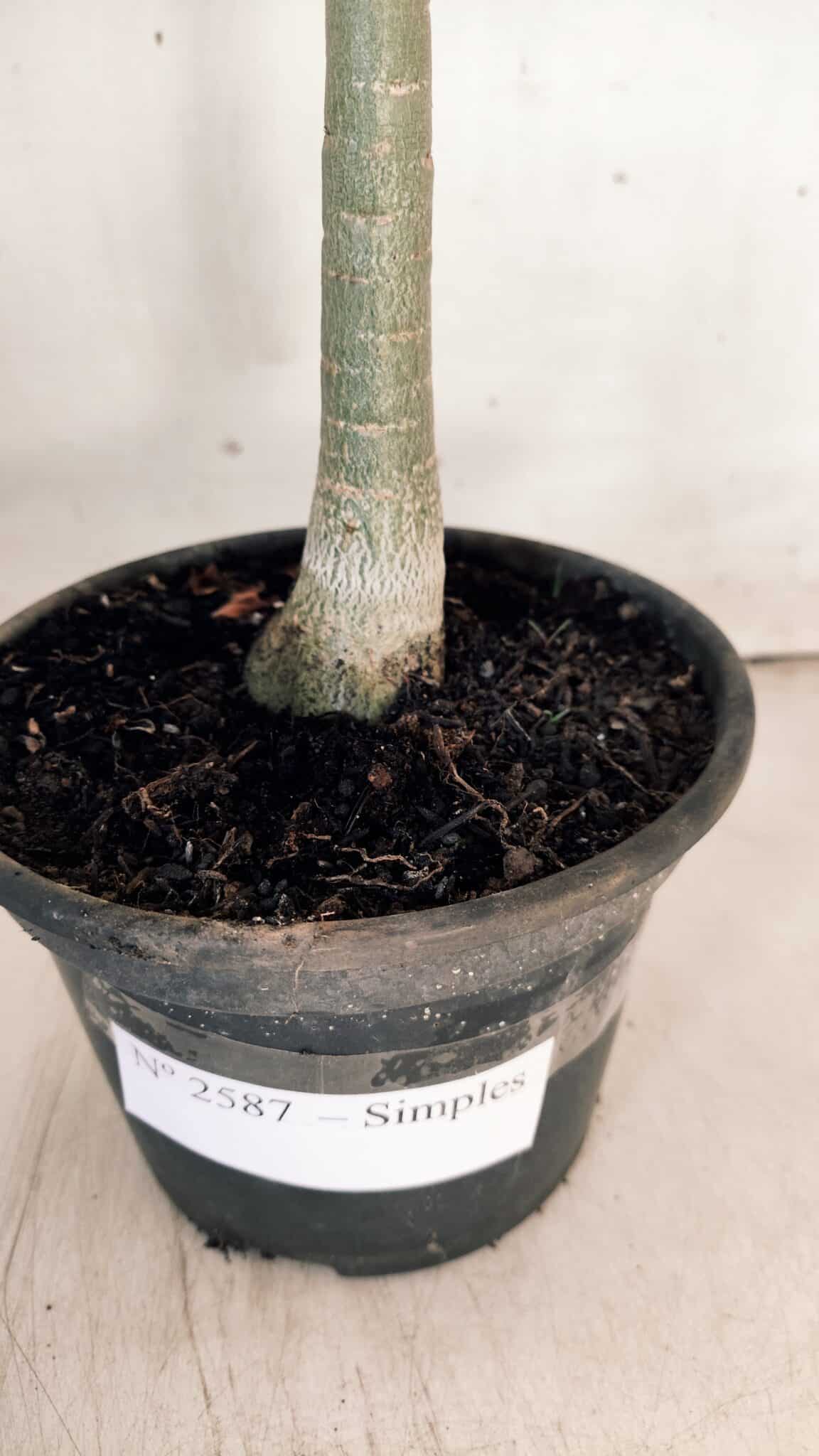 Planta Simples 2587 – 30cm – 02 anos