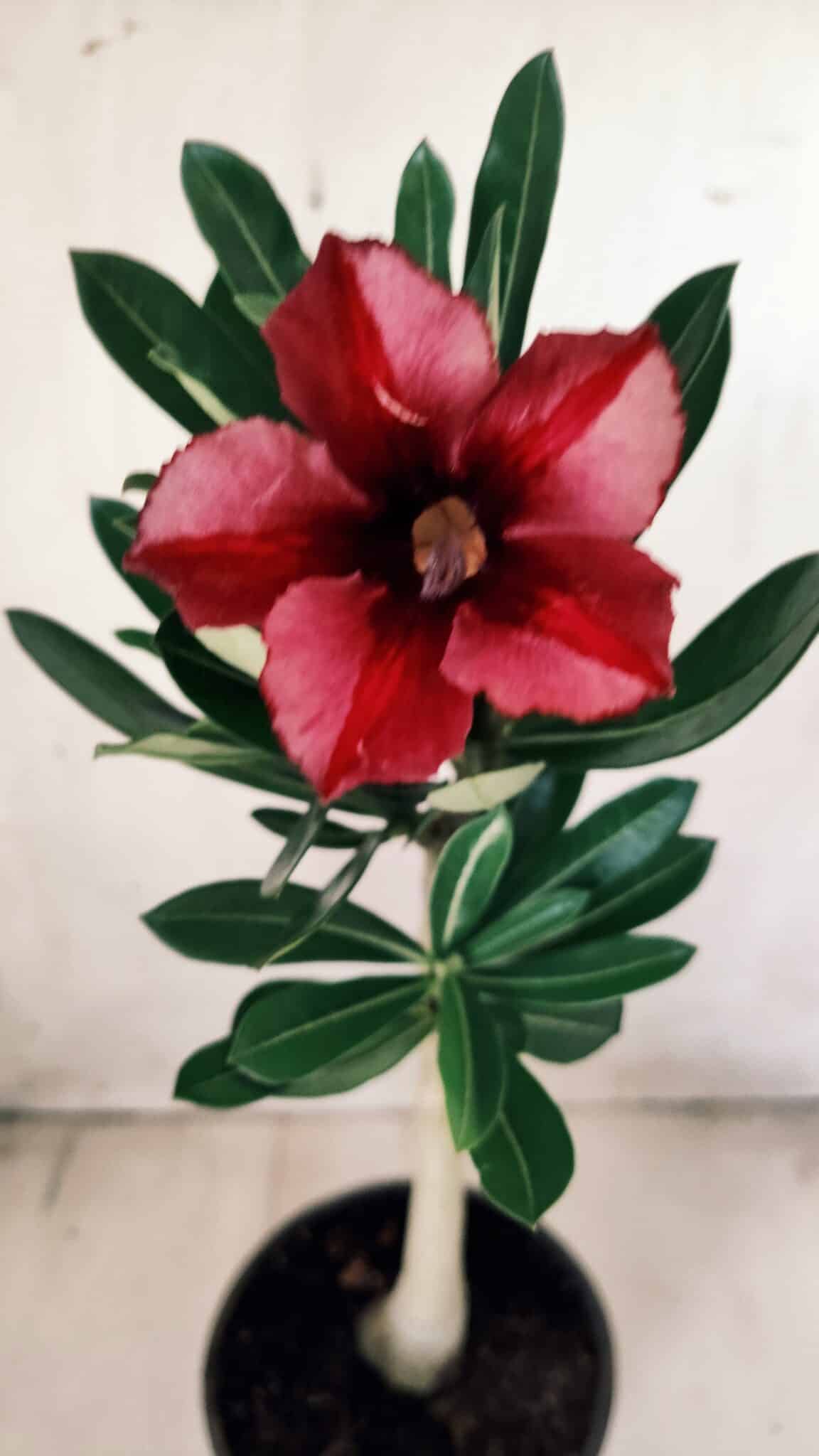 Planta Simples 2587 – 30cm – 02 anos