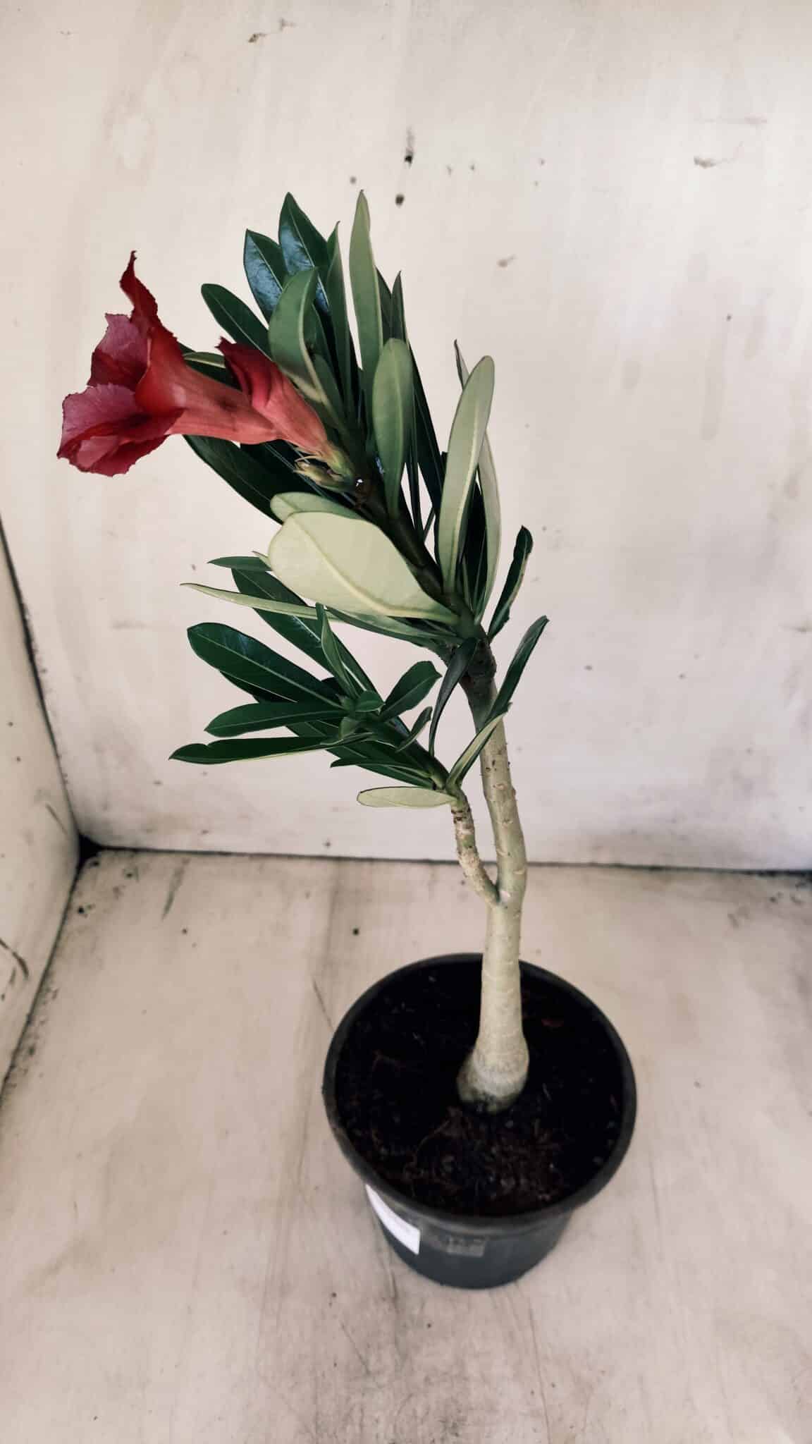 Planta Simples 2587 – 30cm – 02 anos