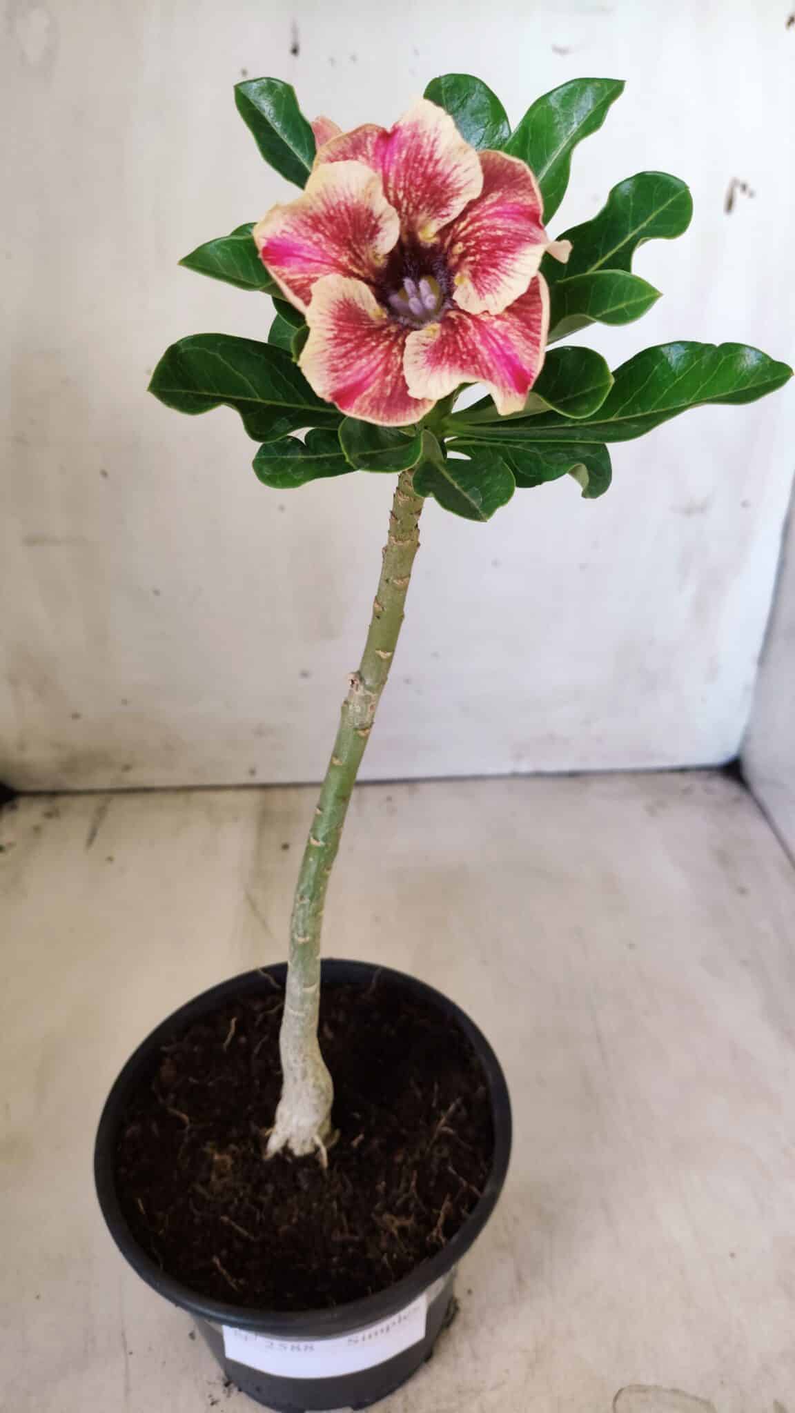 Planta Simples 2588 – 25cm – 01 ano
