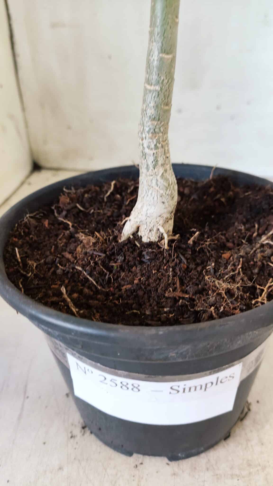 Planta Simples 2588 – 25cm – 01 ano