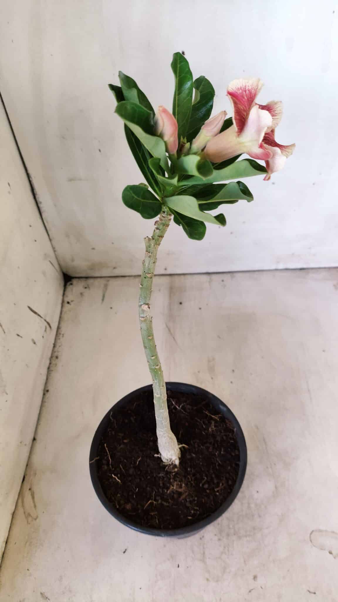 Planta Simples 2588 – 25cm – 01 ano