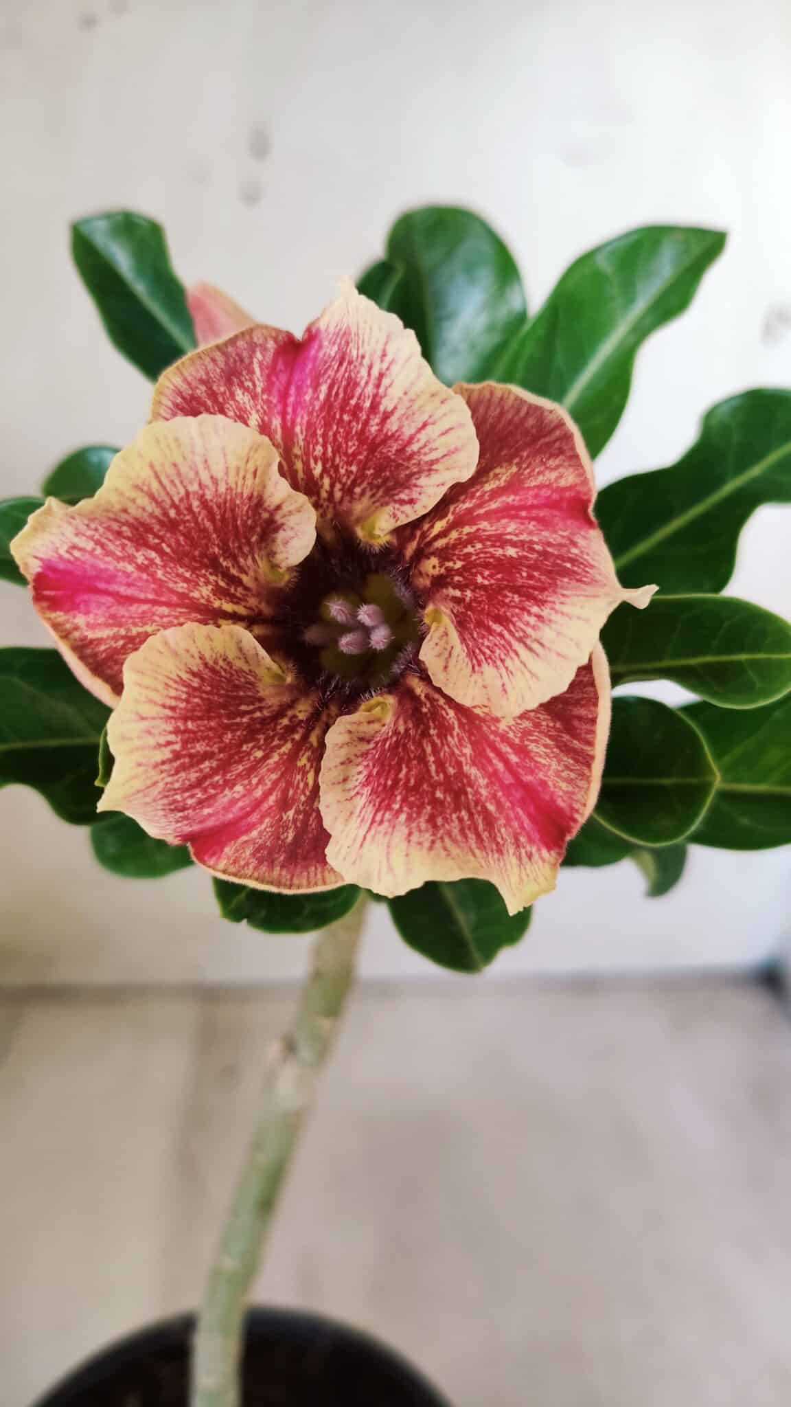 Planta Simples 2588 – 25cm – 01 ano