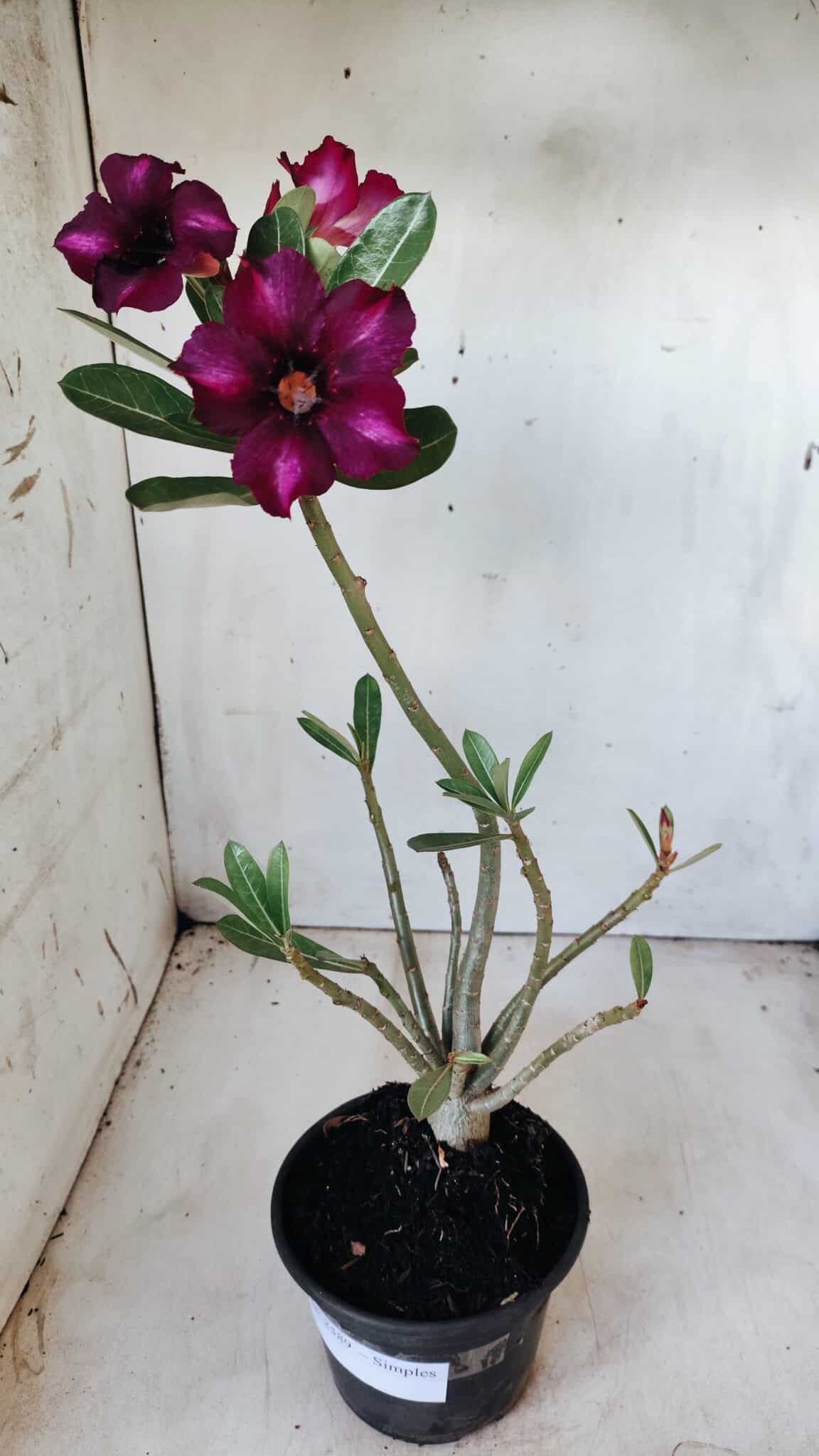Planta Simples 2588 – 35cm – 02 anos