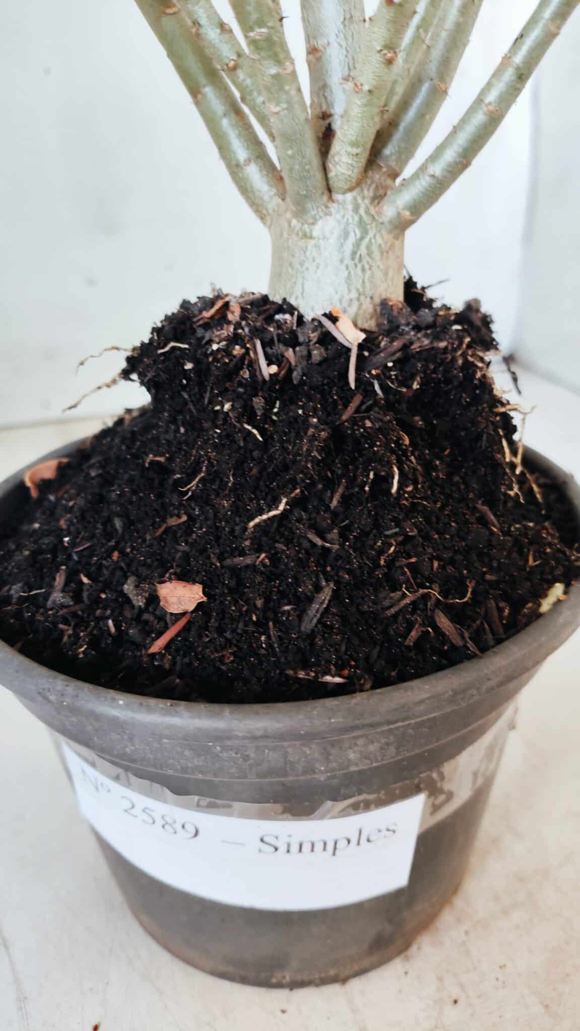 Planta Simples 2588 – 35cm – 02 anos
