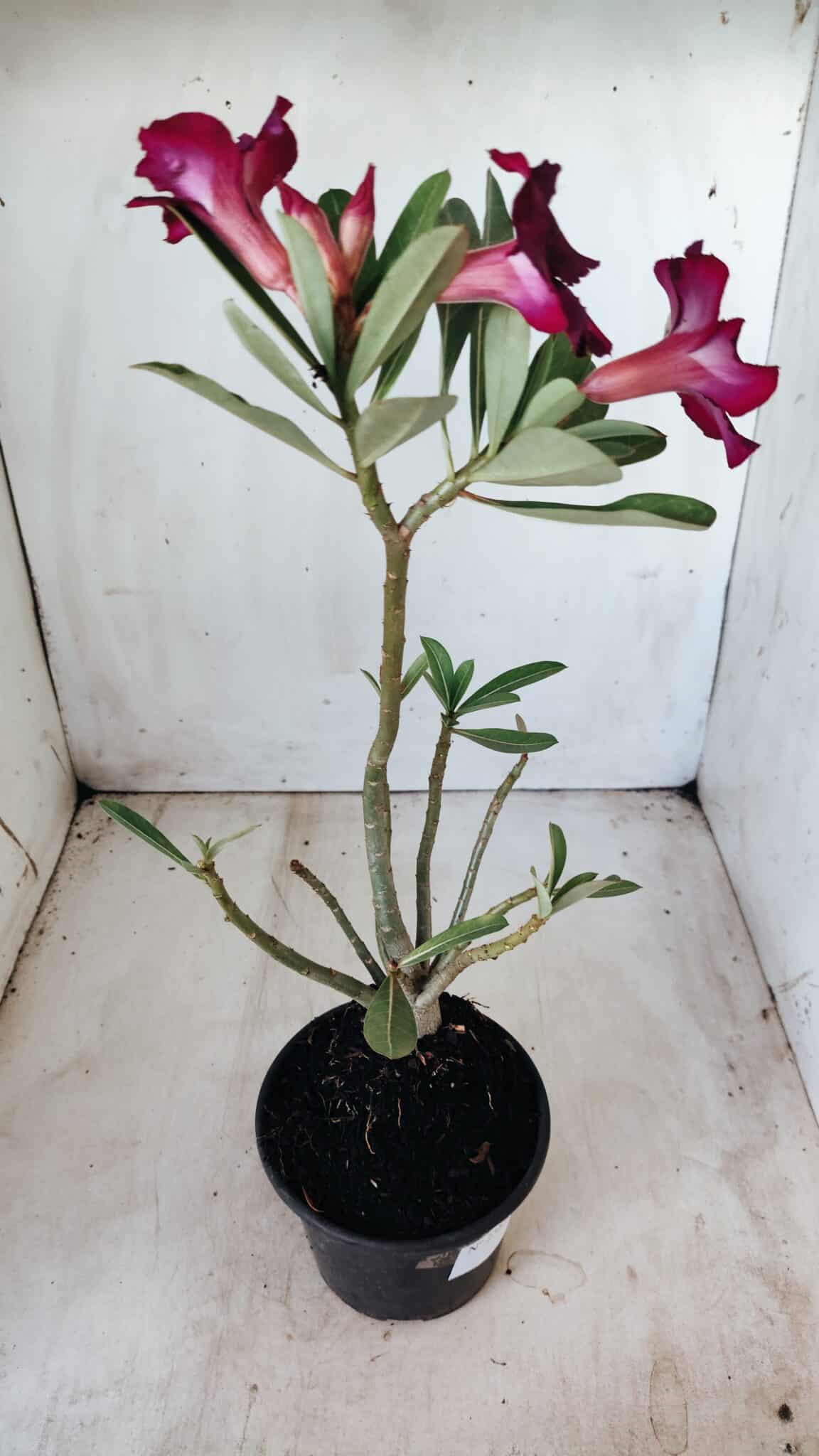 Planta Simples 2588 – 35cm – 02 anos