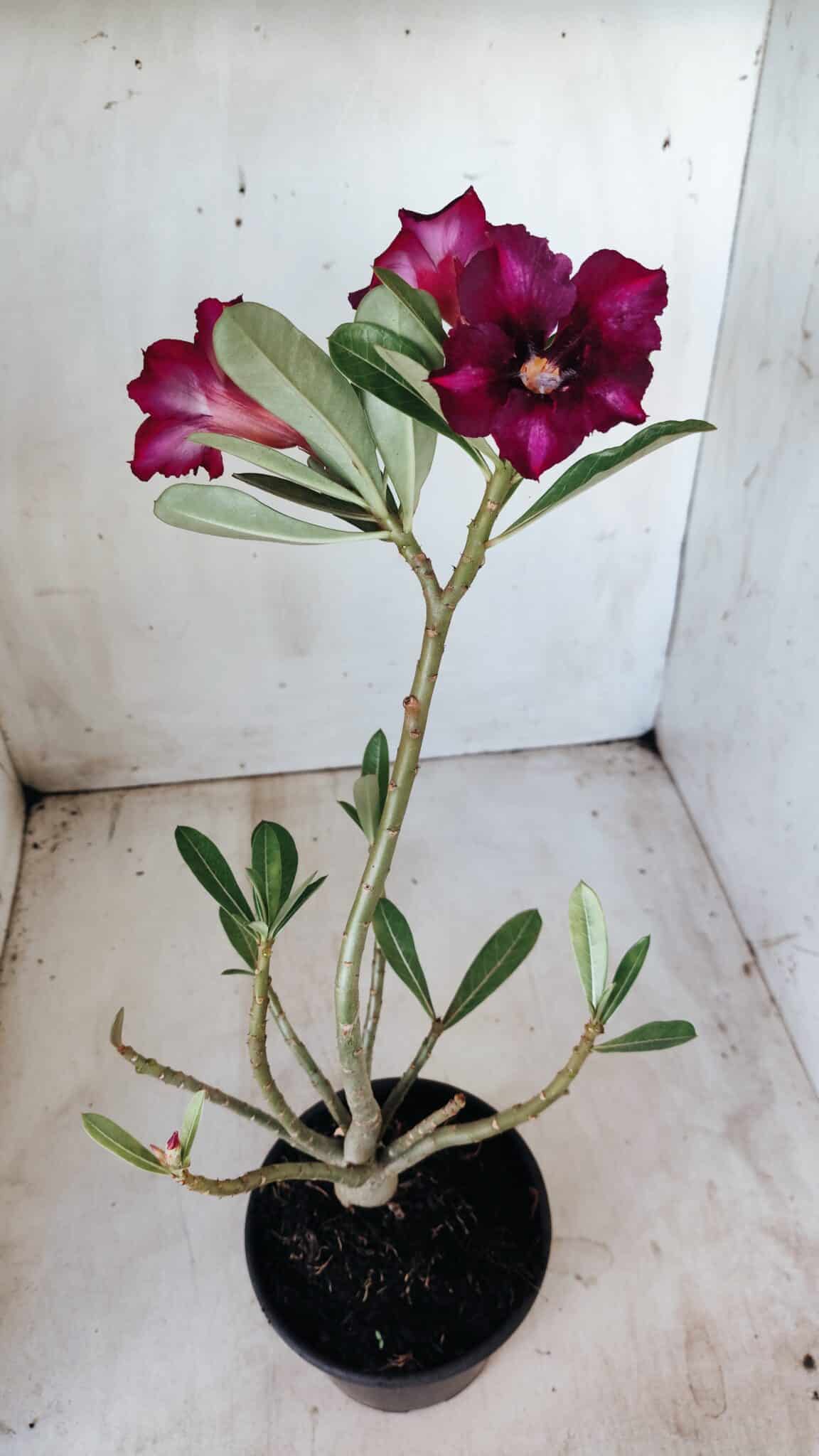 Planta Simples 2588 – 35cm – 02 anos