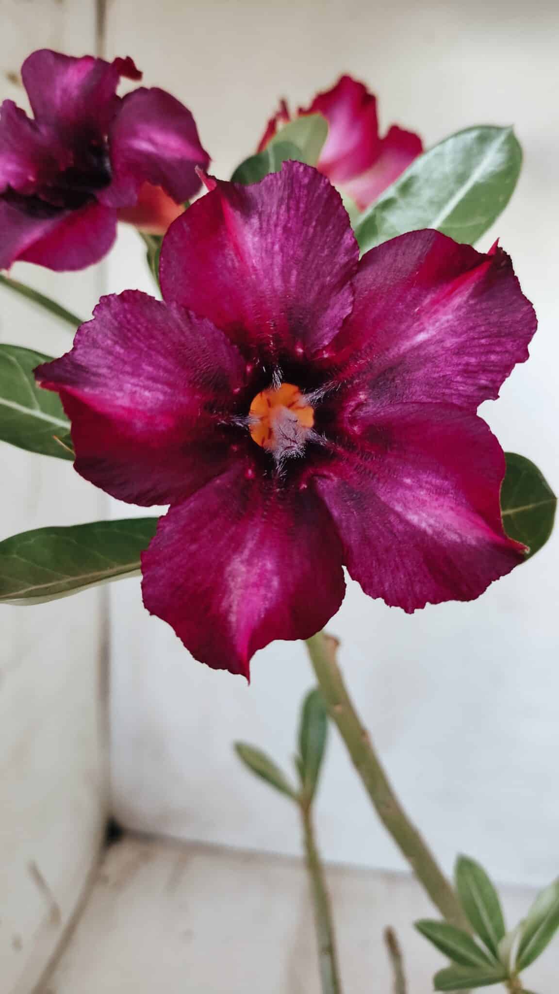 Planta Simples 2588 – 35cm – 02 anos