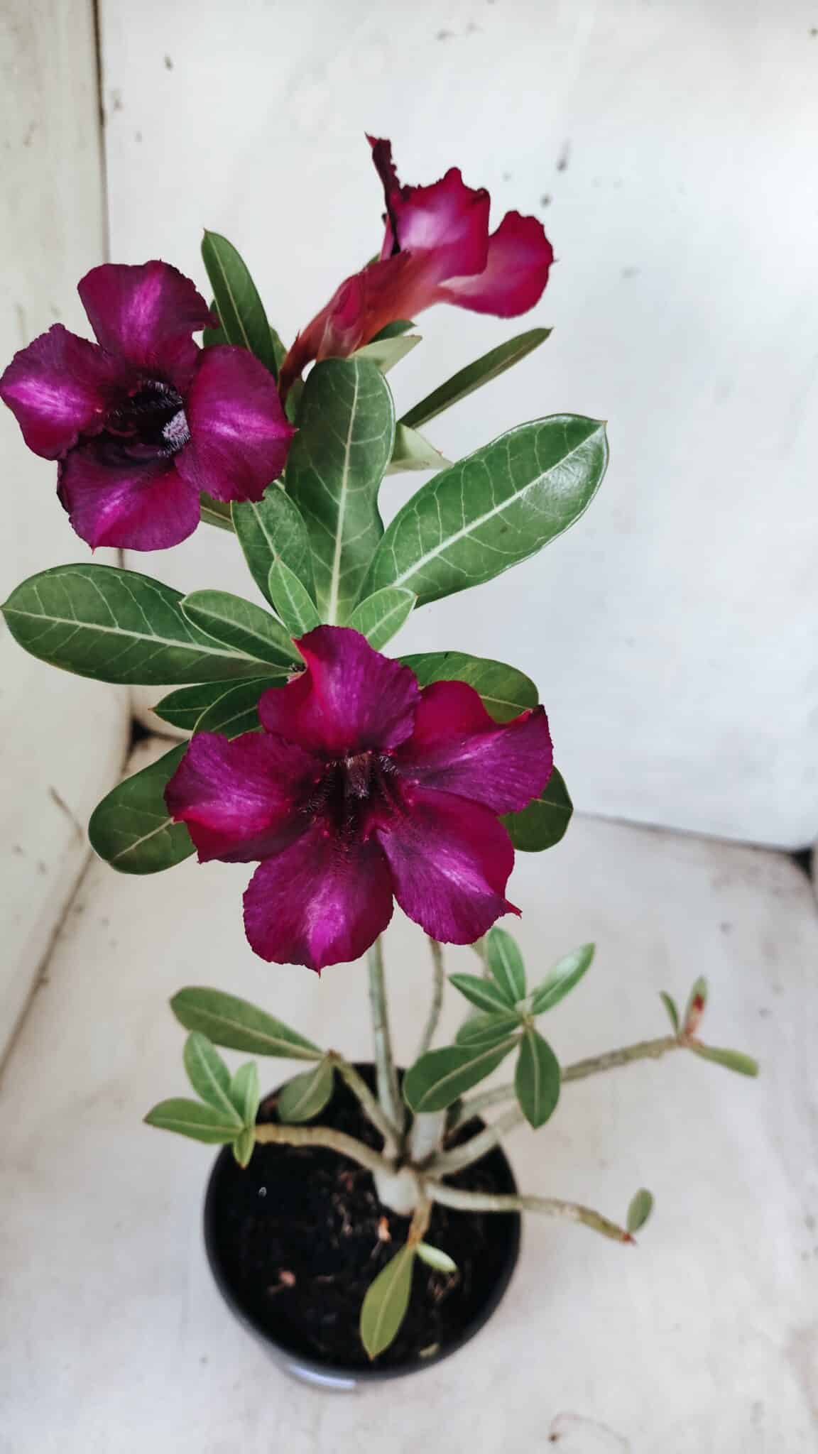 Planta Simples 2588 – 35cm – 02 anos