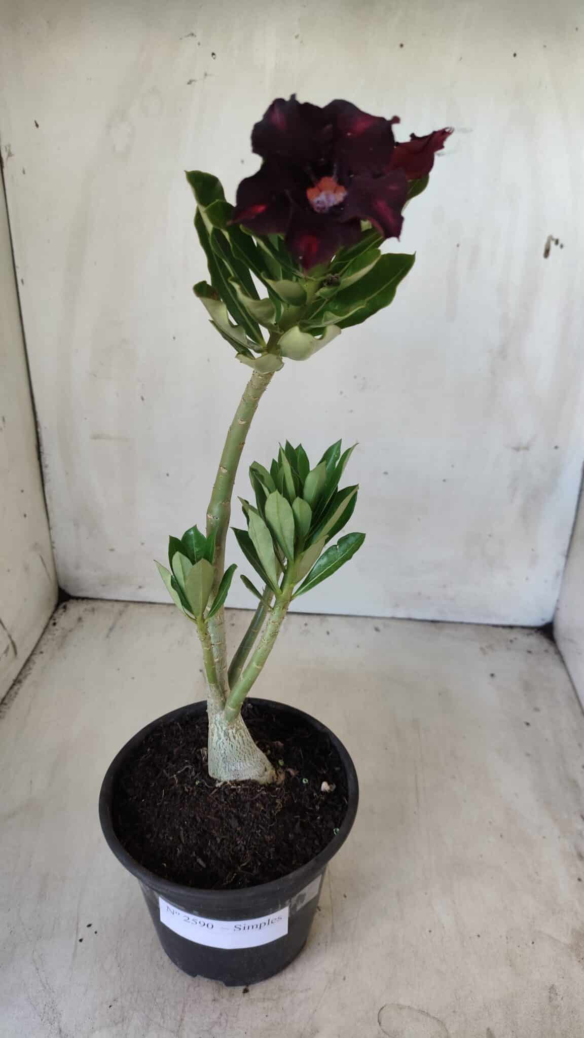 Planta Simples 2590 – 30cm – 02 anos