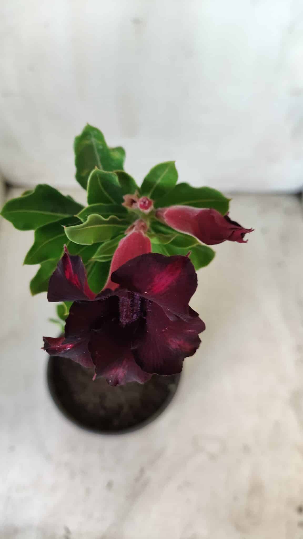 Planta Simples 2590 – 30cm – 02 anos