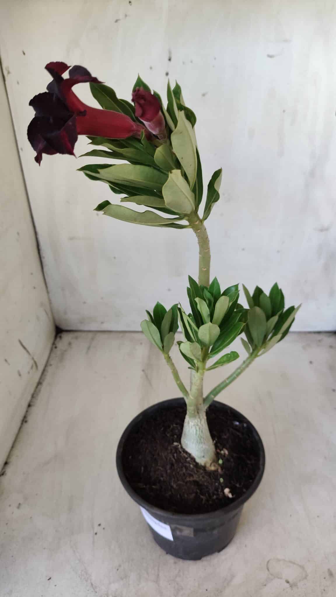 Planta Simples 2590 – 30cm – 02 anos
