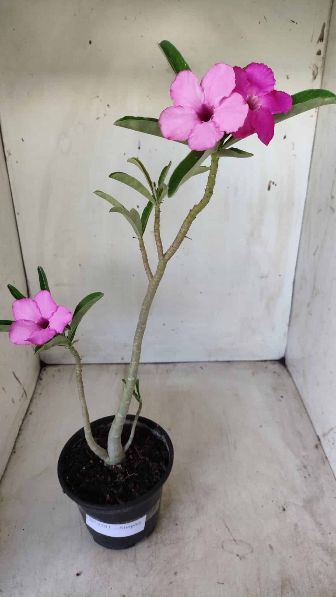 Planta Simples 2591 – 30cm – 02 anos