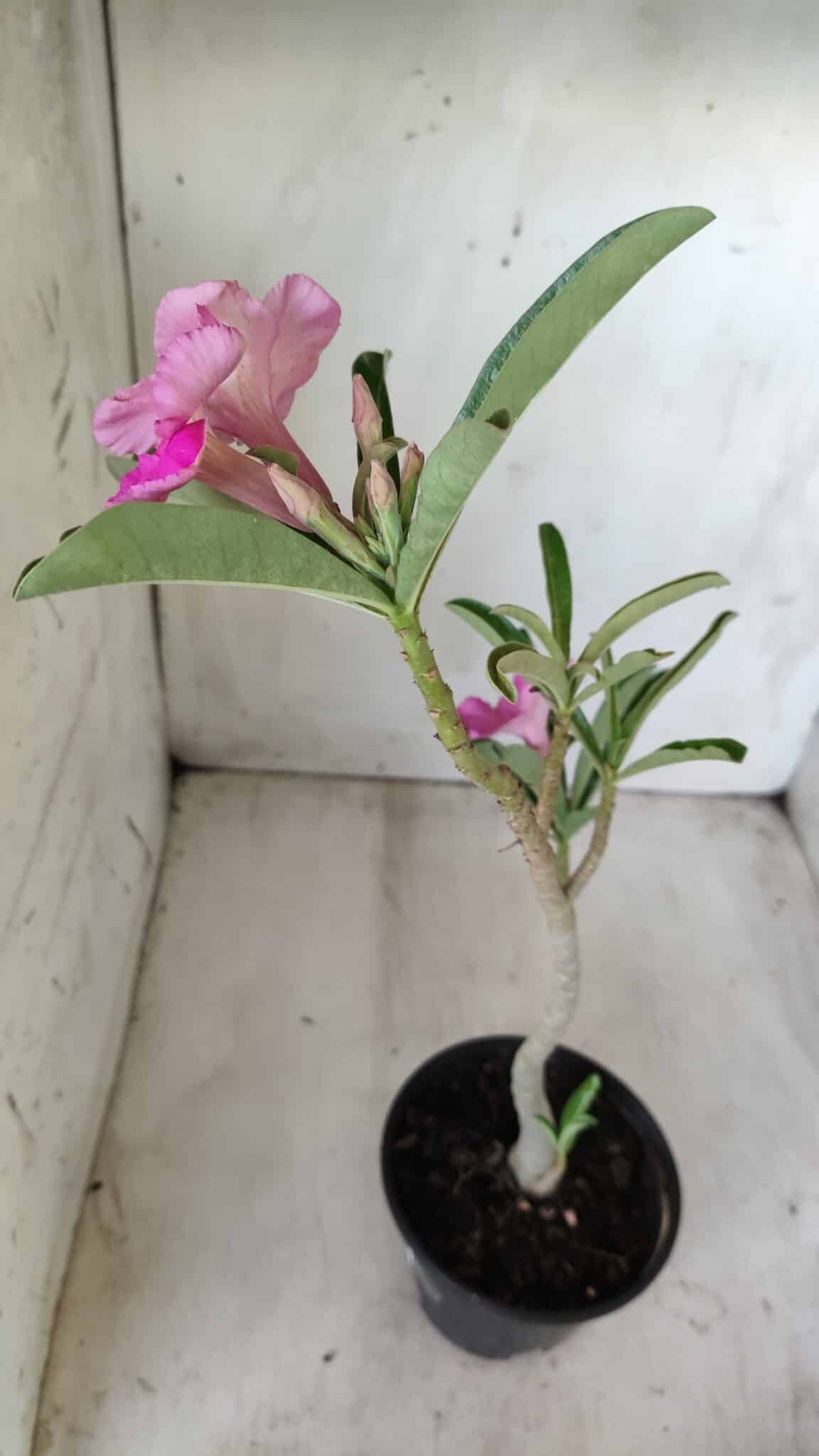 Planta Simples 2591 – 30cm – 02 anos
