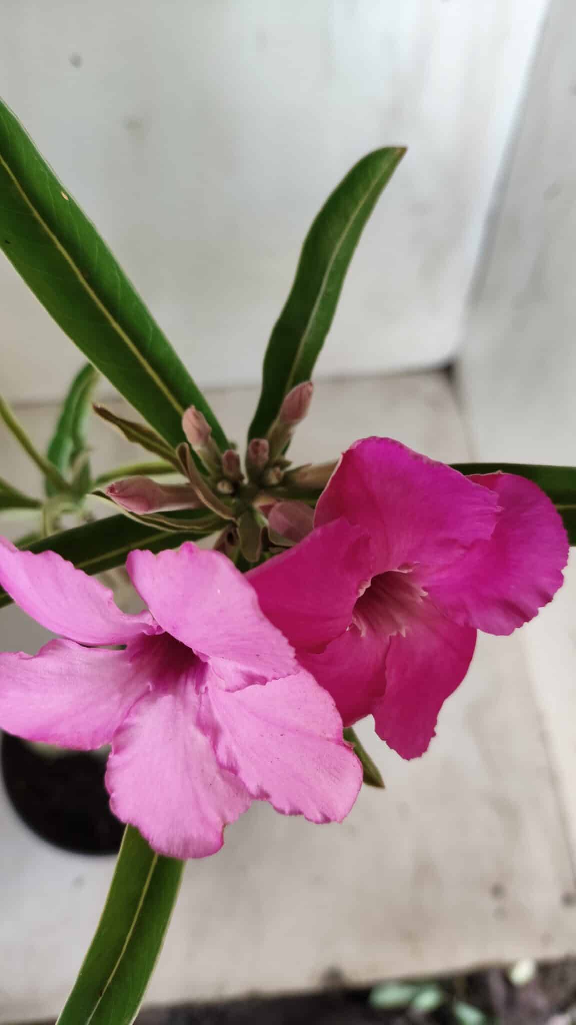 Planta Simples 2591 – 30cm – 02 anos