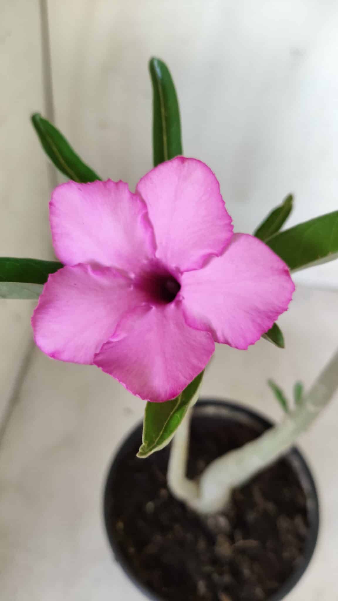 Planta Simples 2591 – 30cm – 02 anos