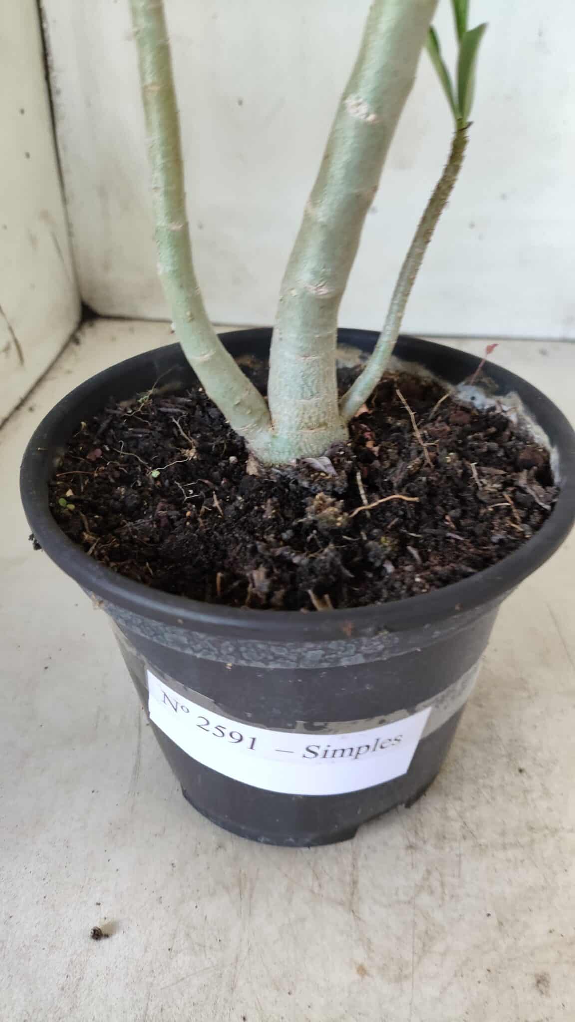 Planta Simples 2591 – 30cm – 02 anos
