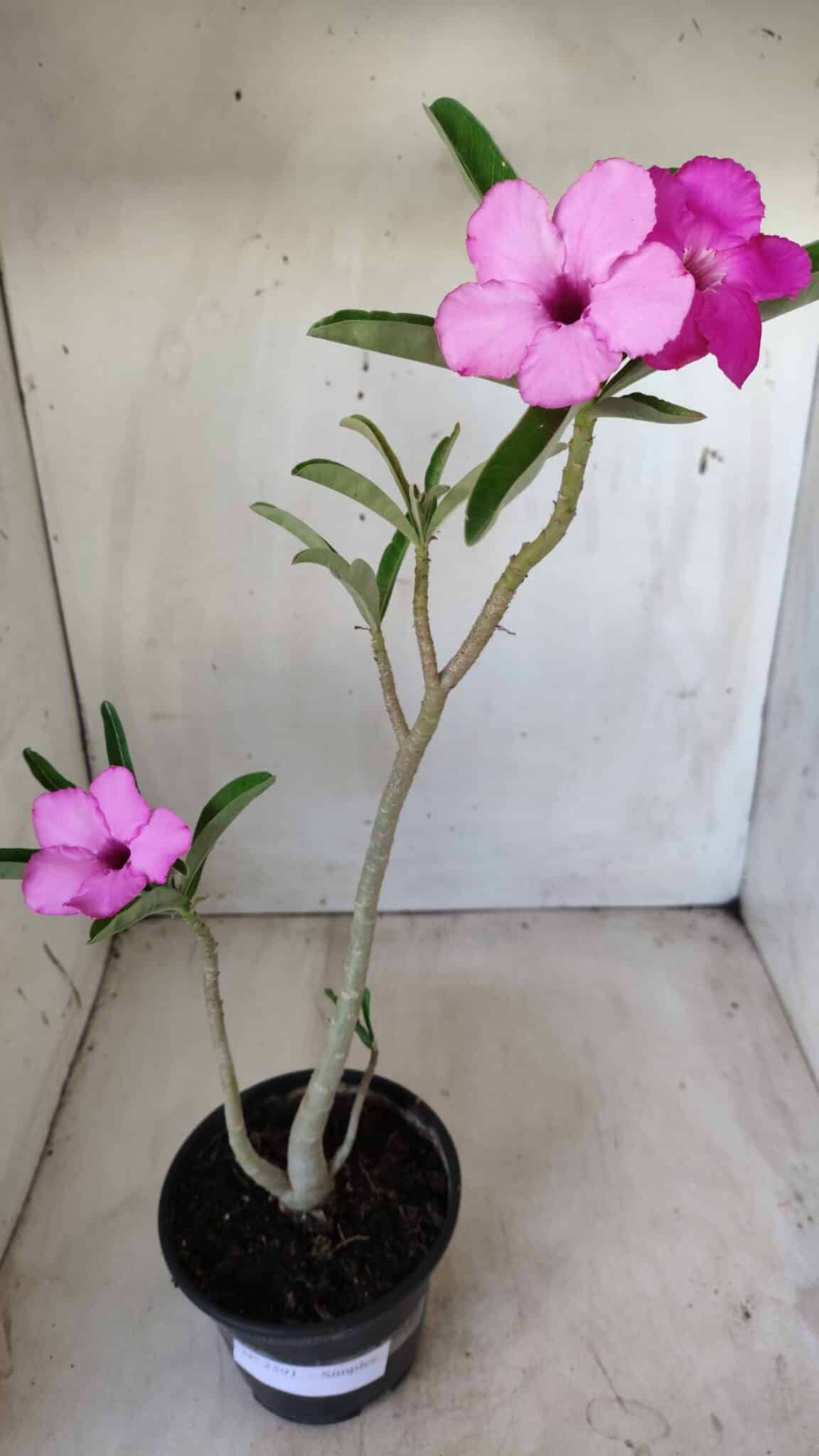 Planta Simples 2591 – 30cm – 02 anos
