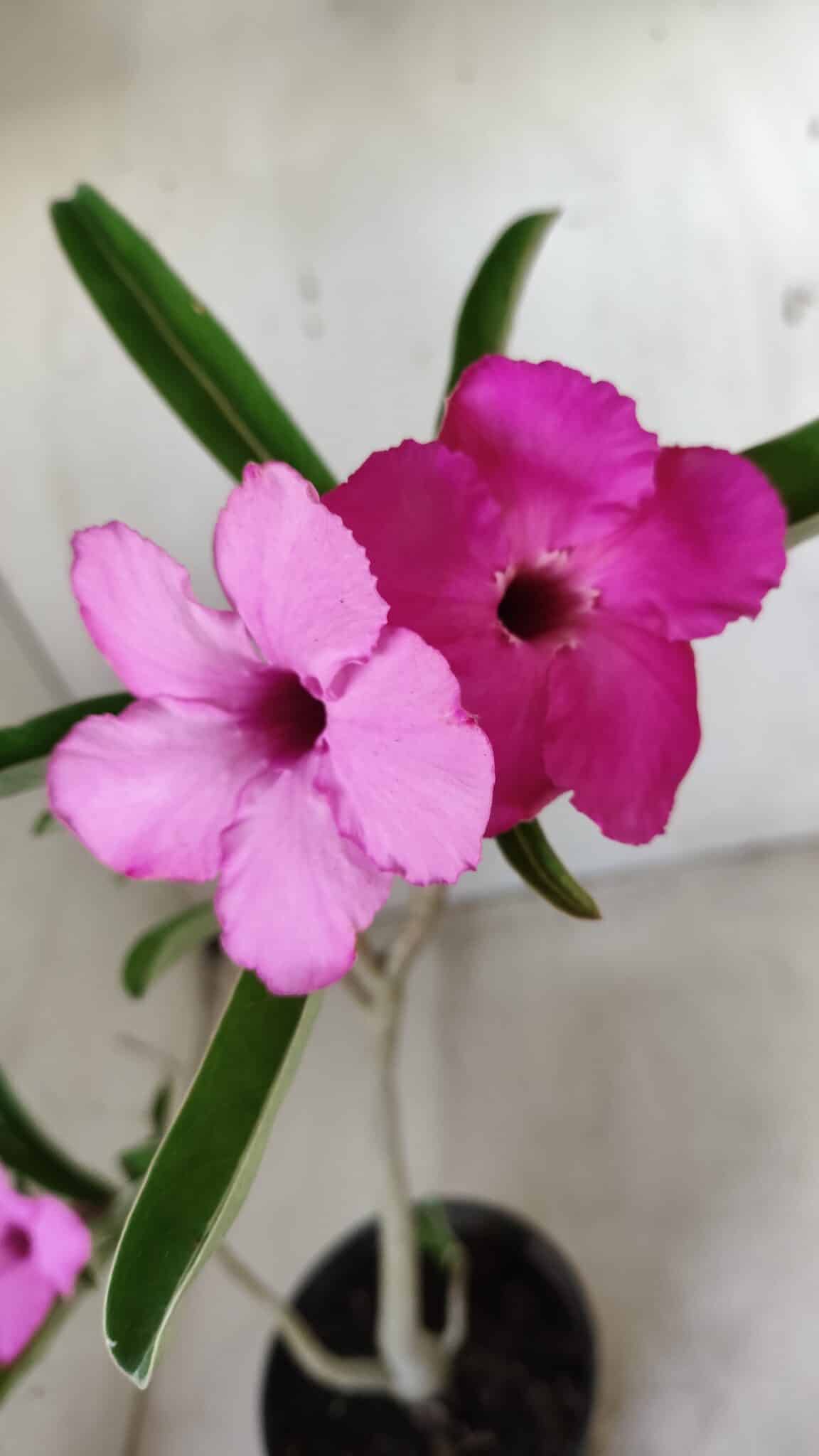 Planta Simples 2591 – 30cm – 02 anos