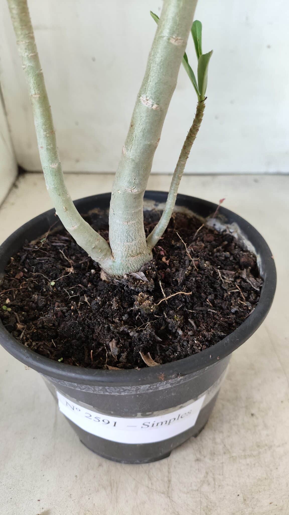 Planta Simples 2591 – 30cm – 02 anos