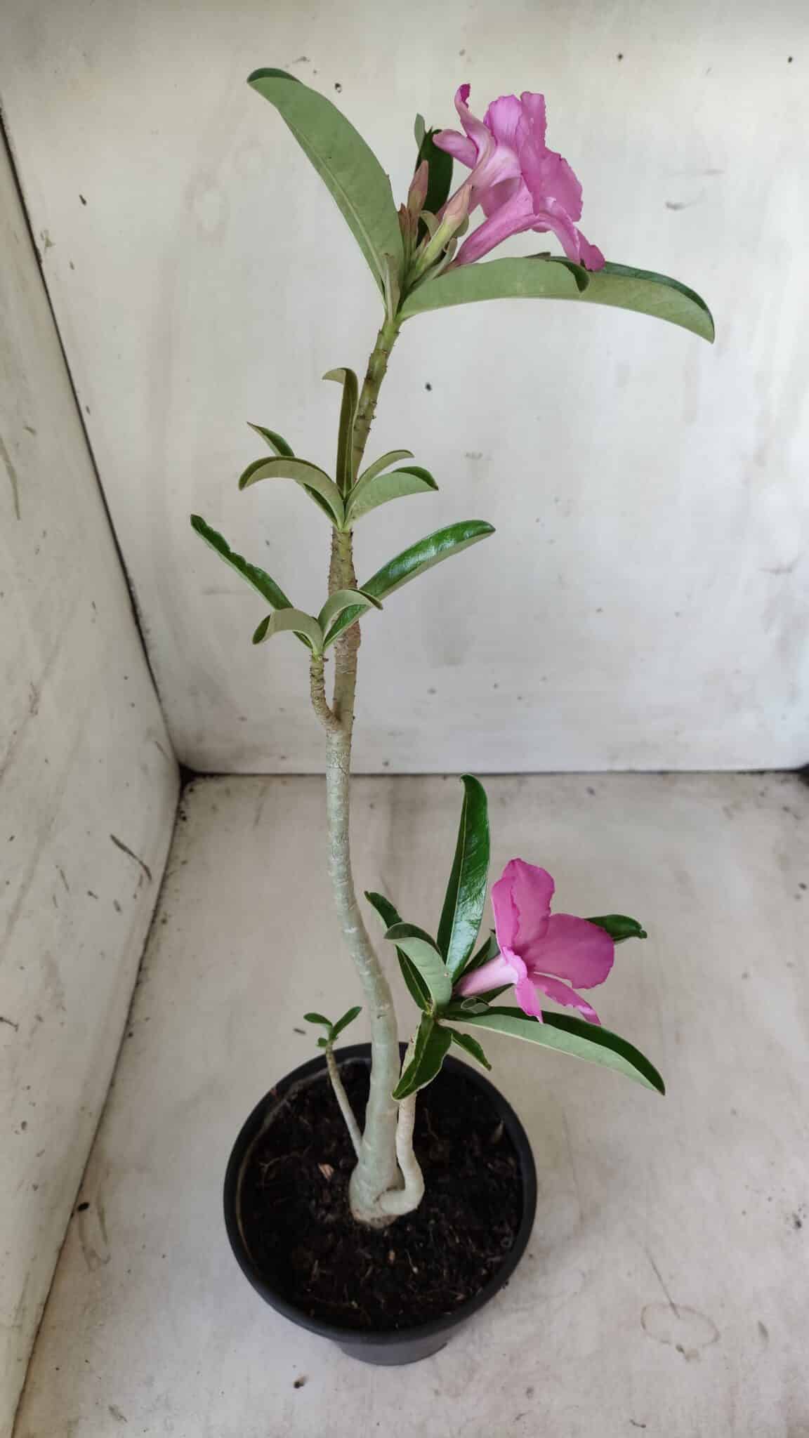 Planta Simples 2591 – 30cm – 02 anos