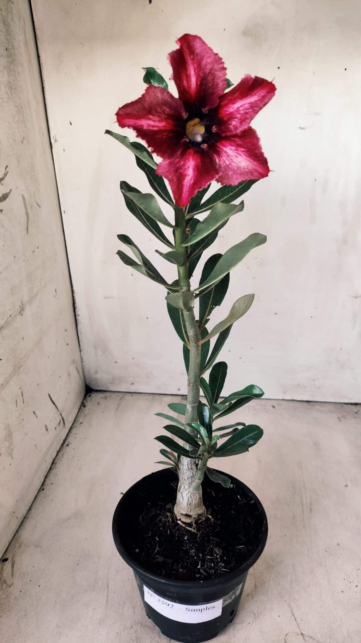 Planta Simples 2592 – 30cm – 02 anos