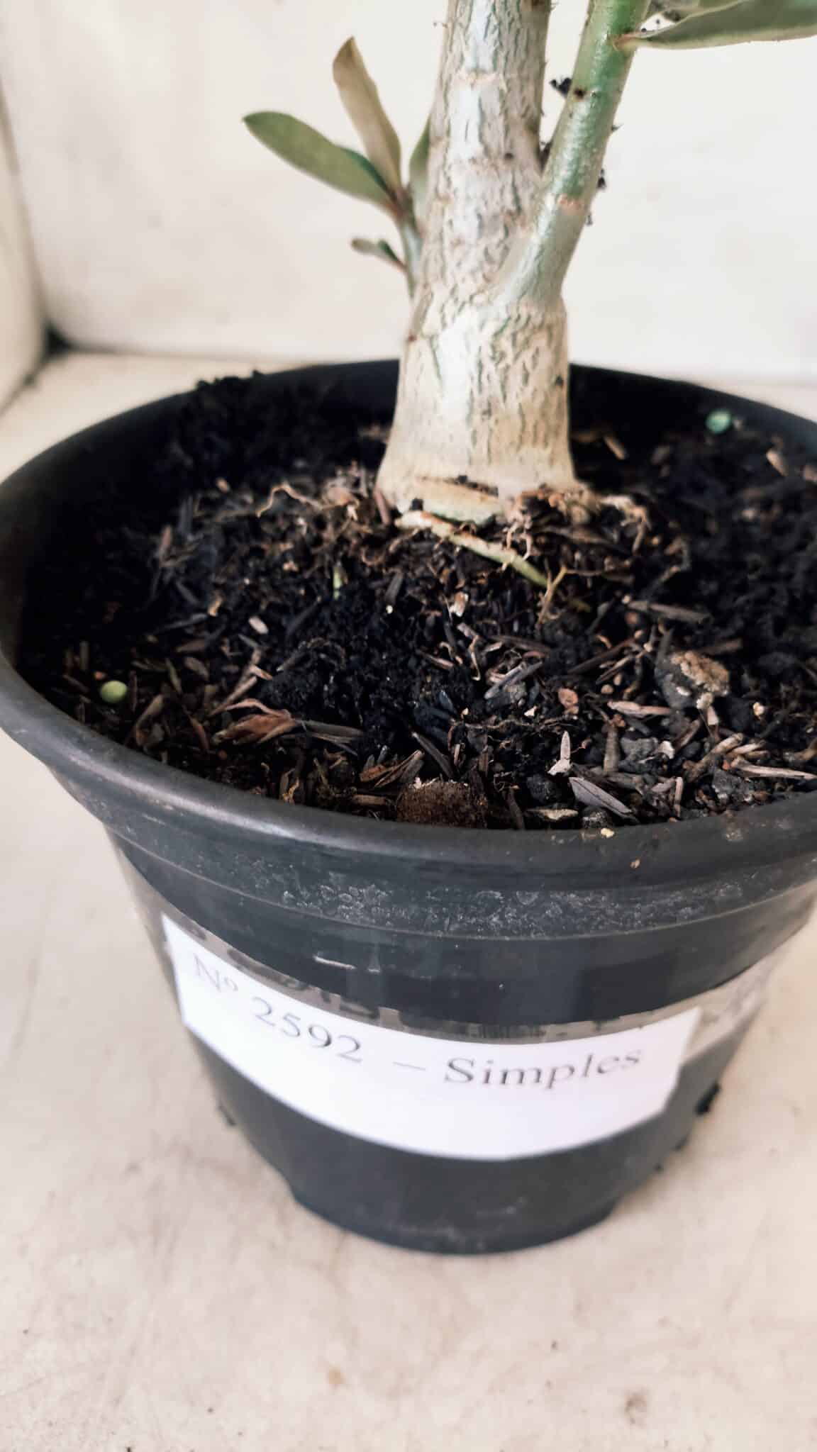 Planta Simples 2592 – 30cm – 02 anos