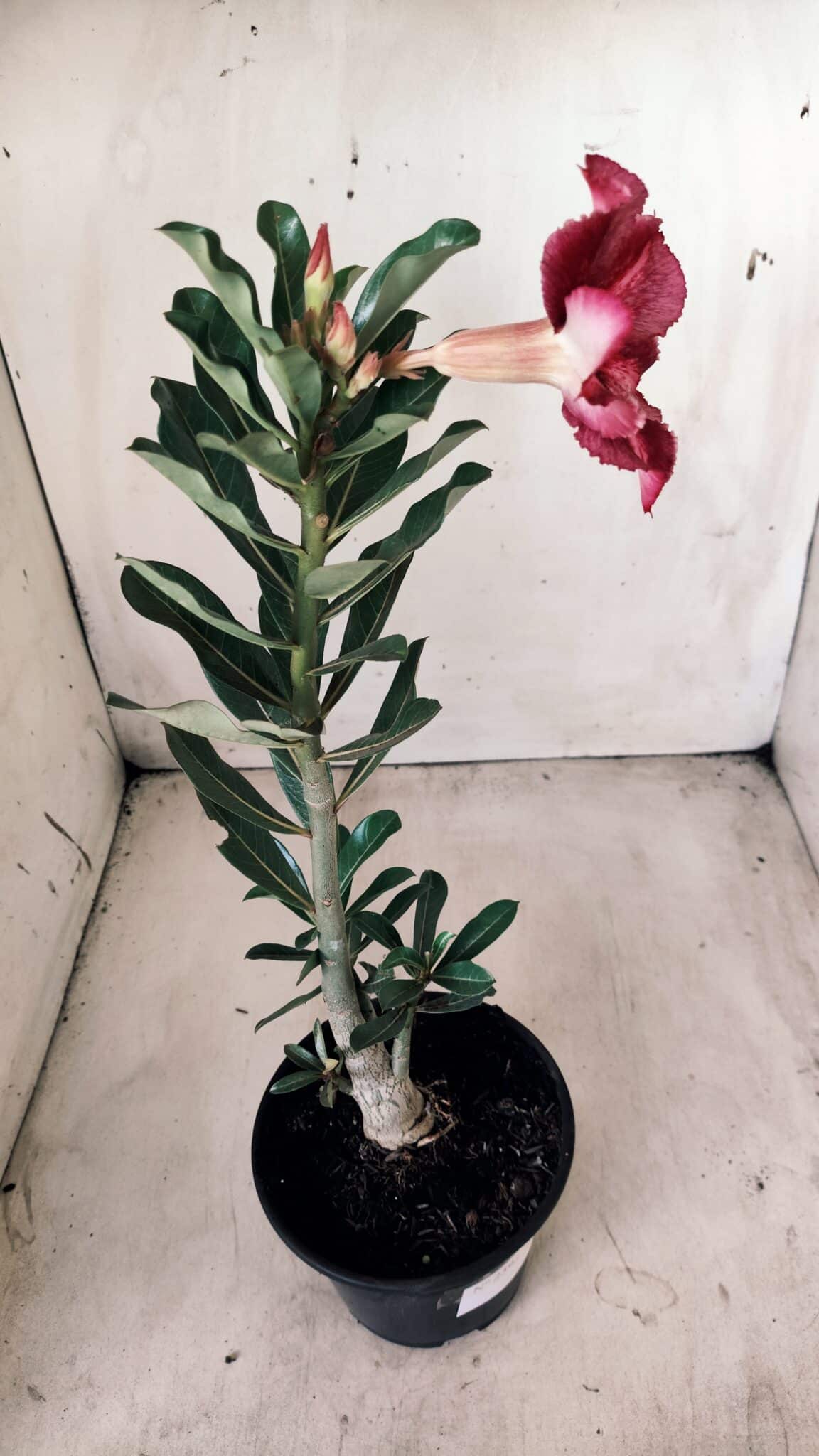 Planta Simples 2592 – 30cm – 02 anos