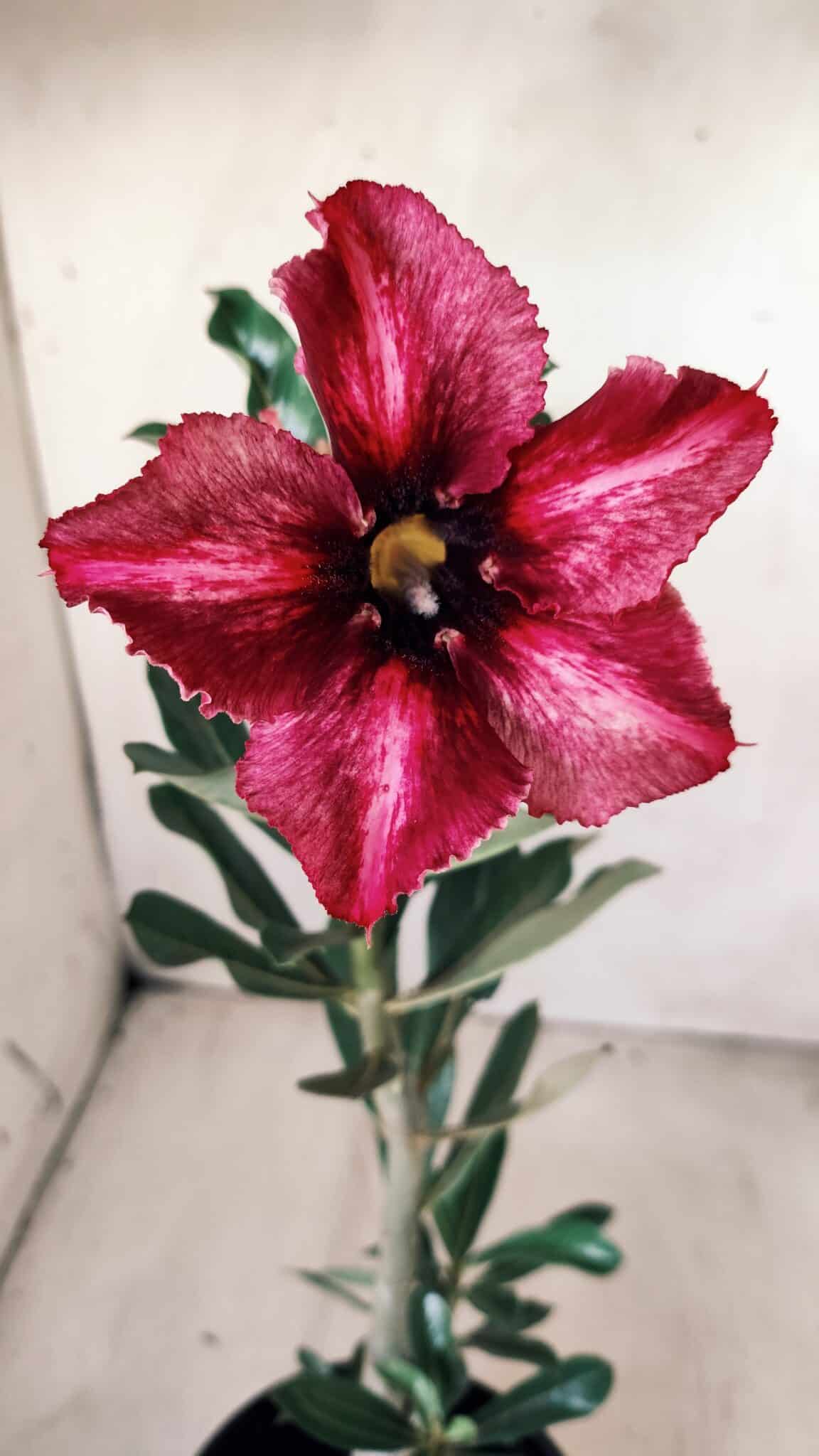 Planta Simples 2592 – 30cm – 02 anos