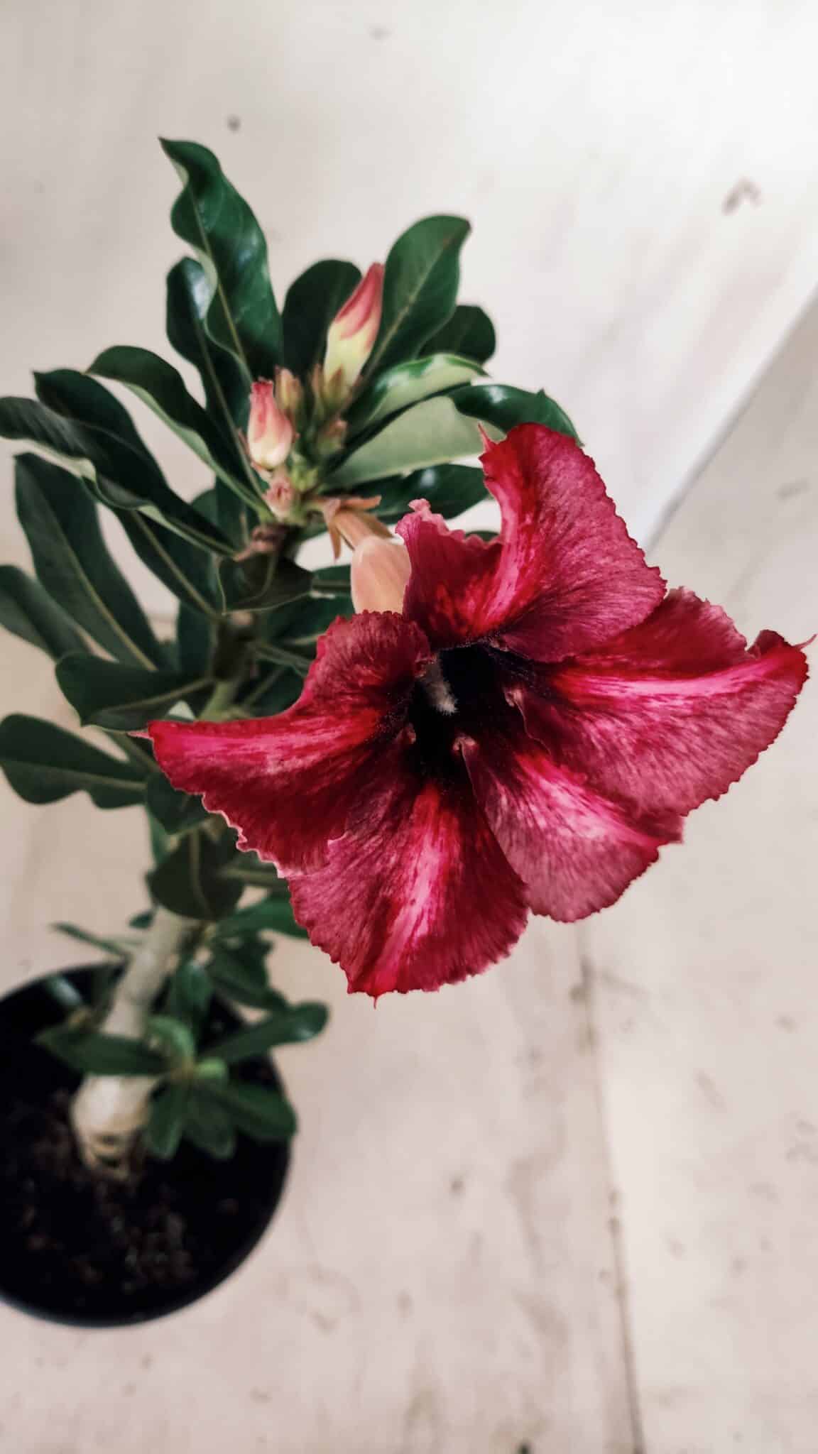 Planta Simples 2592 – 30cm – 02 anos