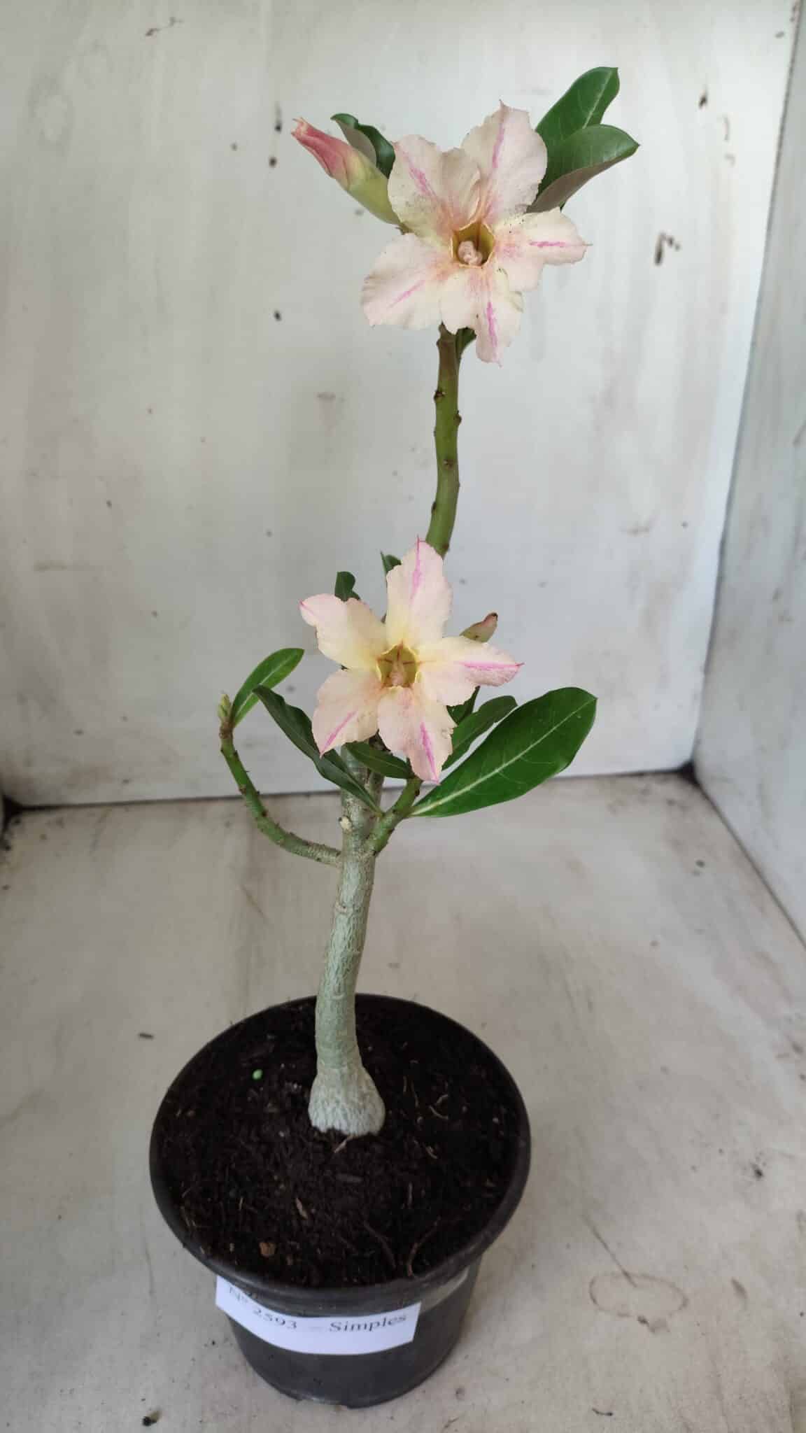 Planta Simples 2593 – 30cm – 02 anos