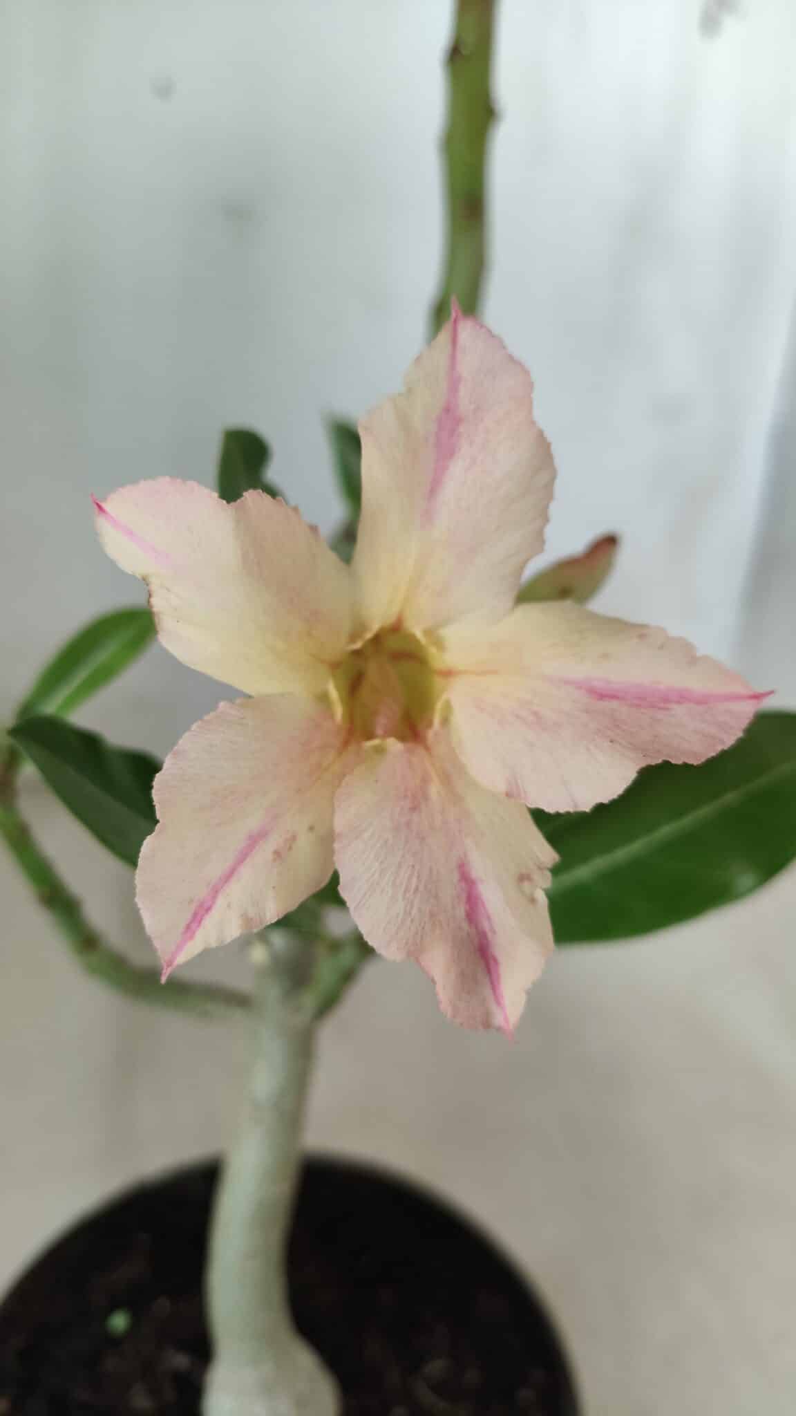 Planta Simples 2593 – 30cm – 02 anos