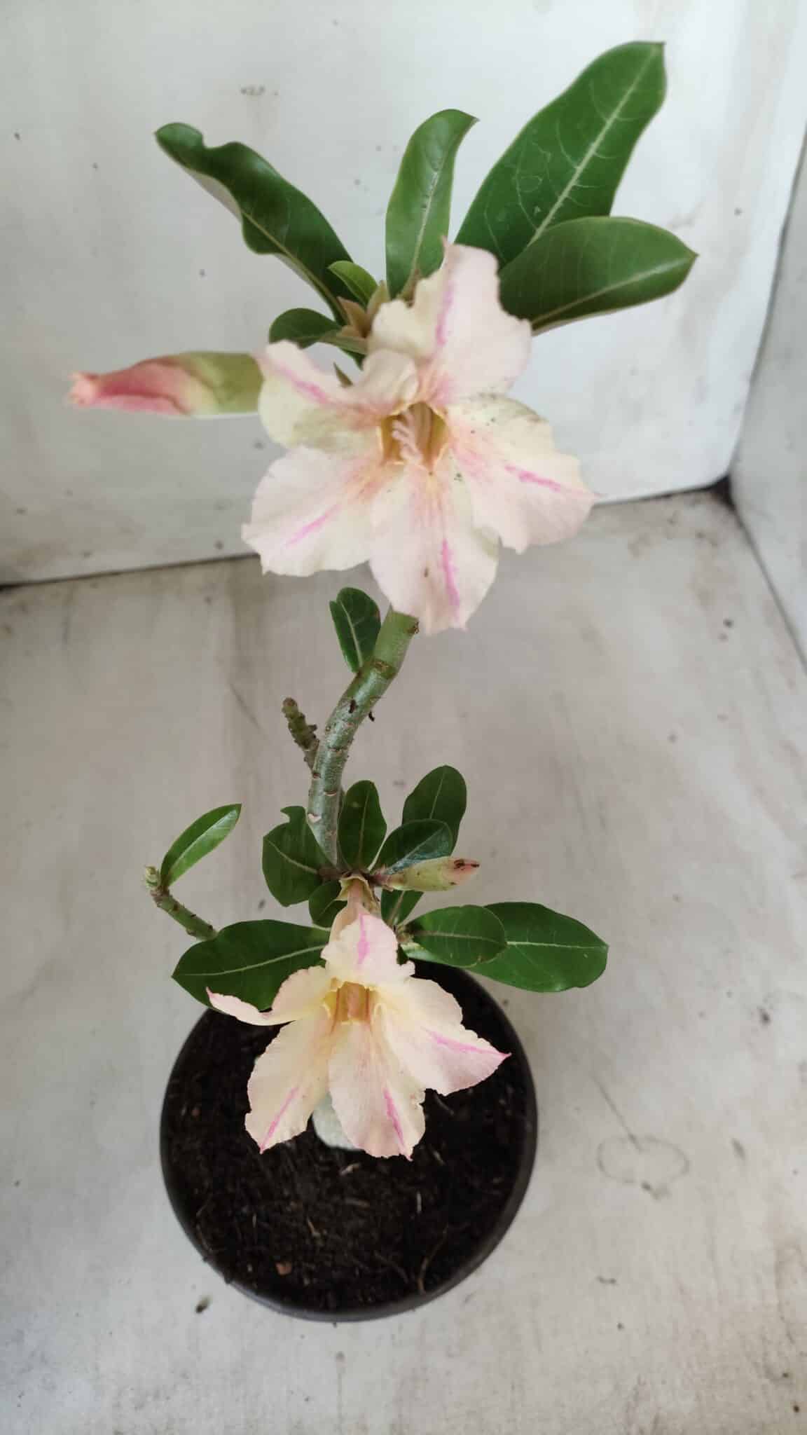 Planta Simples 2593 – 30cm – 02 anos