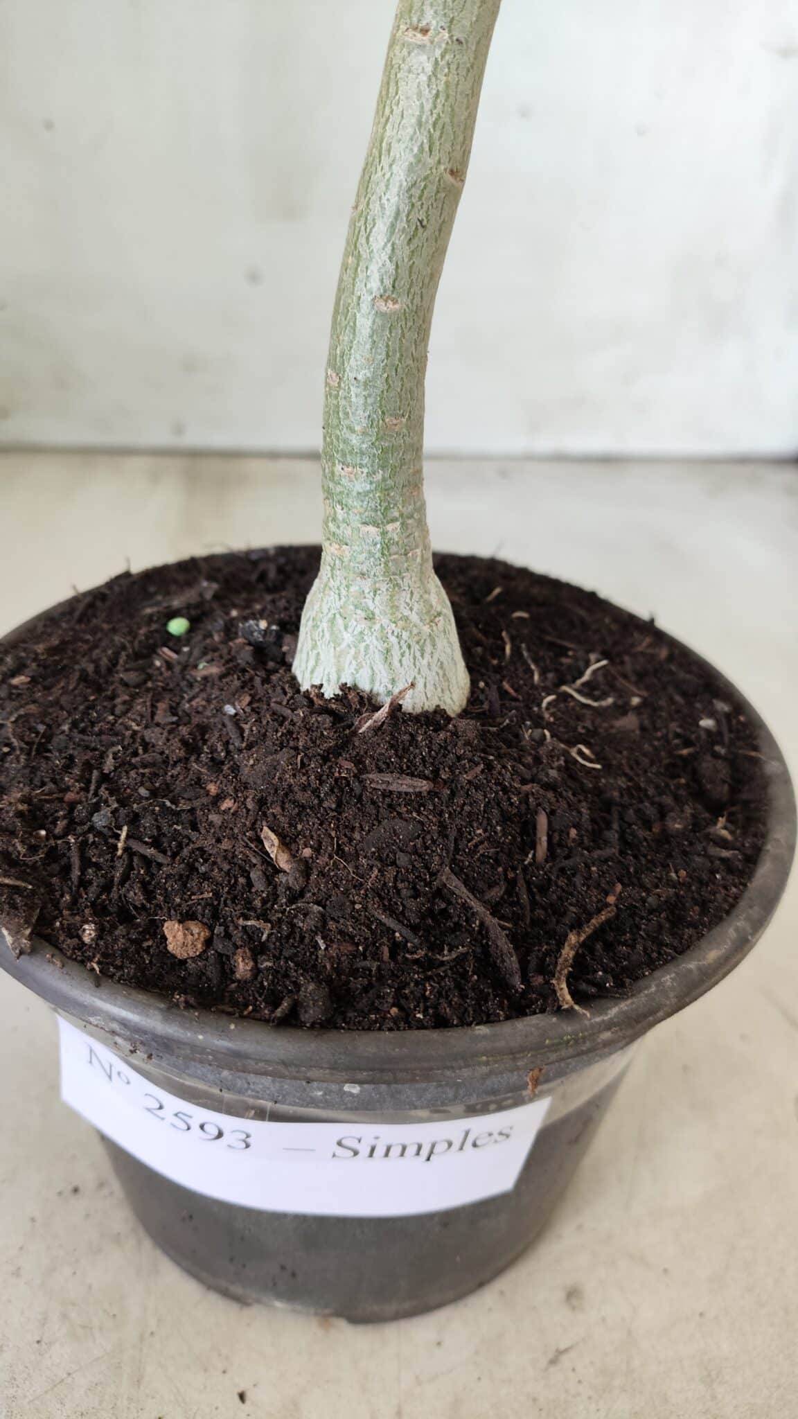 Planta Simples 2593 – 30cm – 02 anos