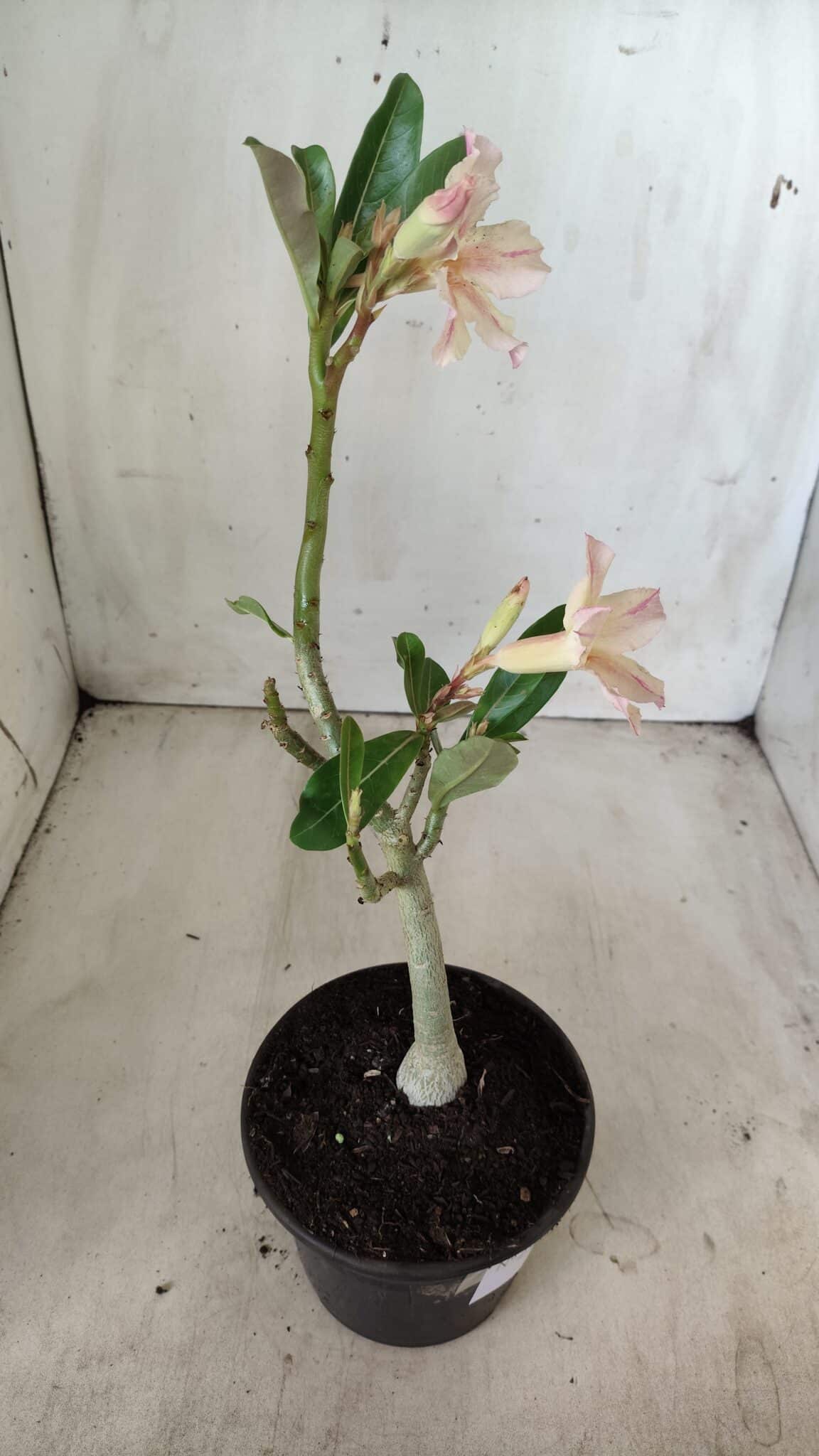 Planta Simples 2593 – 30cm – 02 anos